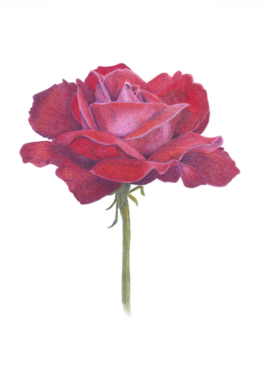 Scarlet Rose. 
I just loved the variation of colour in the petals of this rose. I am fascinated how the burgundy, purple, orange and, of course, red can all come together and combine to depict one scarlet rose.
Medium: Coloured pencil on paper.
Size: