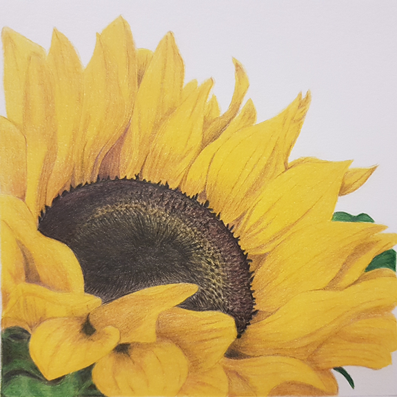 Sunflower.
Sunflowers just make everything seem a little bit brighter and happier
Medium: Coloured pencil on paper.
Size: 20cm x 20cm