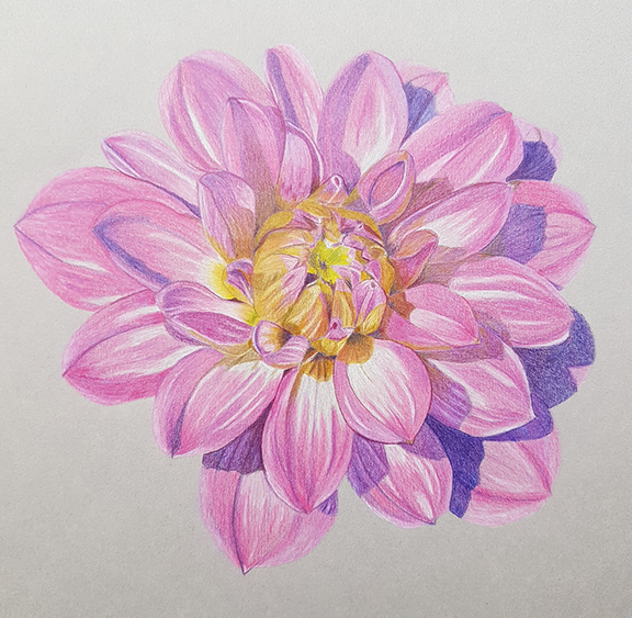 Dahlia. 
Medium: Coloured pencil on paper.
Size: 20cm x 20cm
Reference: Pixabay photo by Ulrike Leone