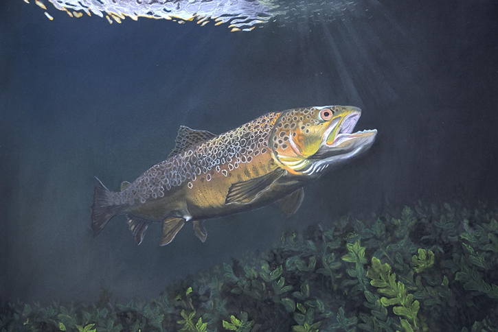 Brown Trout.
Medium: PanPastel and Derwent Pastel Pencil on paper.
Size: 46cm x 30cm.
Reference: iStock photo by Paul Colley.