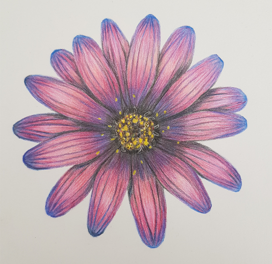 African Daisy.
Completed as part of the, 'Complete Online Drawing Course'.
Medium: Coloured pencil on paper.
Size: 15cm x 15cm