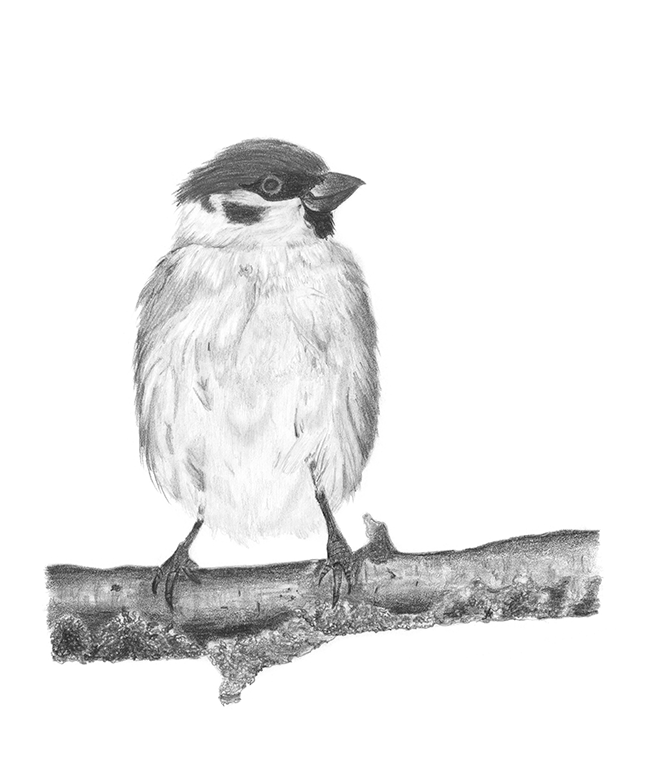 Sparrow on a Branch.
Medium: Graphite pencil on paper.
Size: 17cm x 20cm.
Reference: iStock photo by Nataba