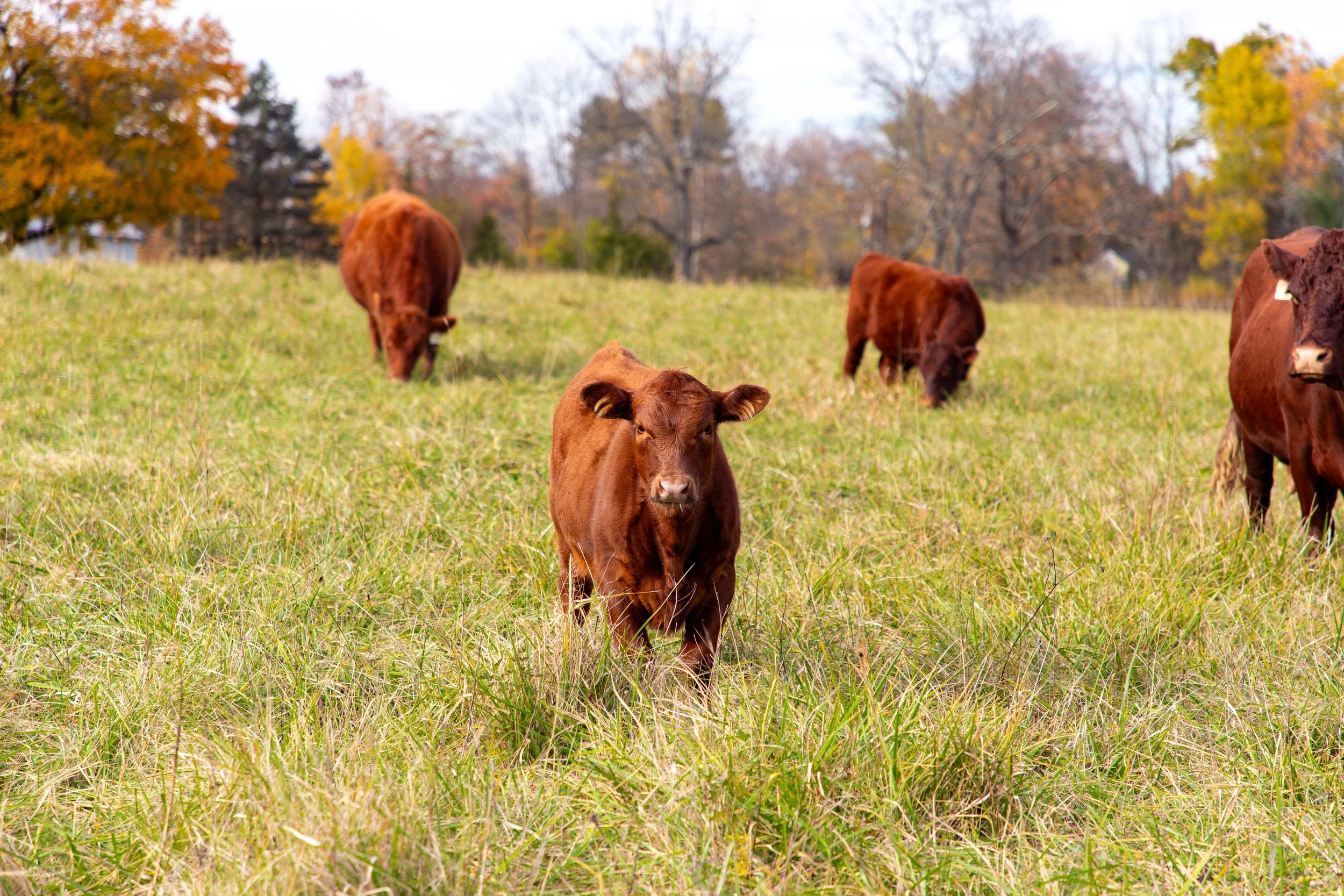Hover Farms - Germantown, New York - Farm Photography-3.jpg