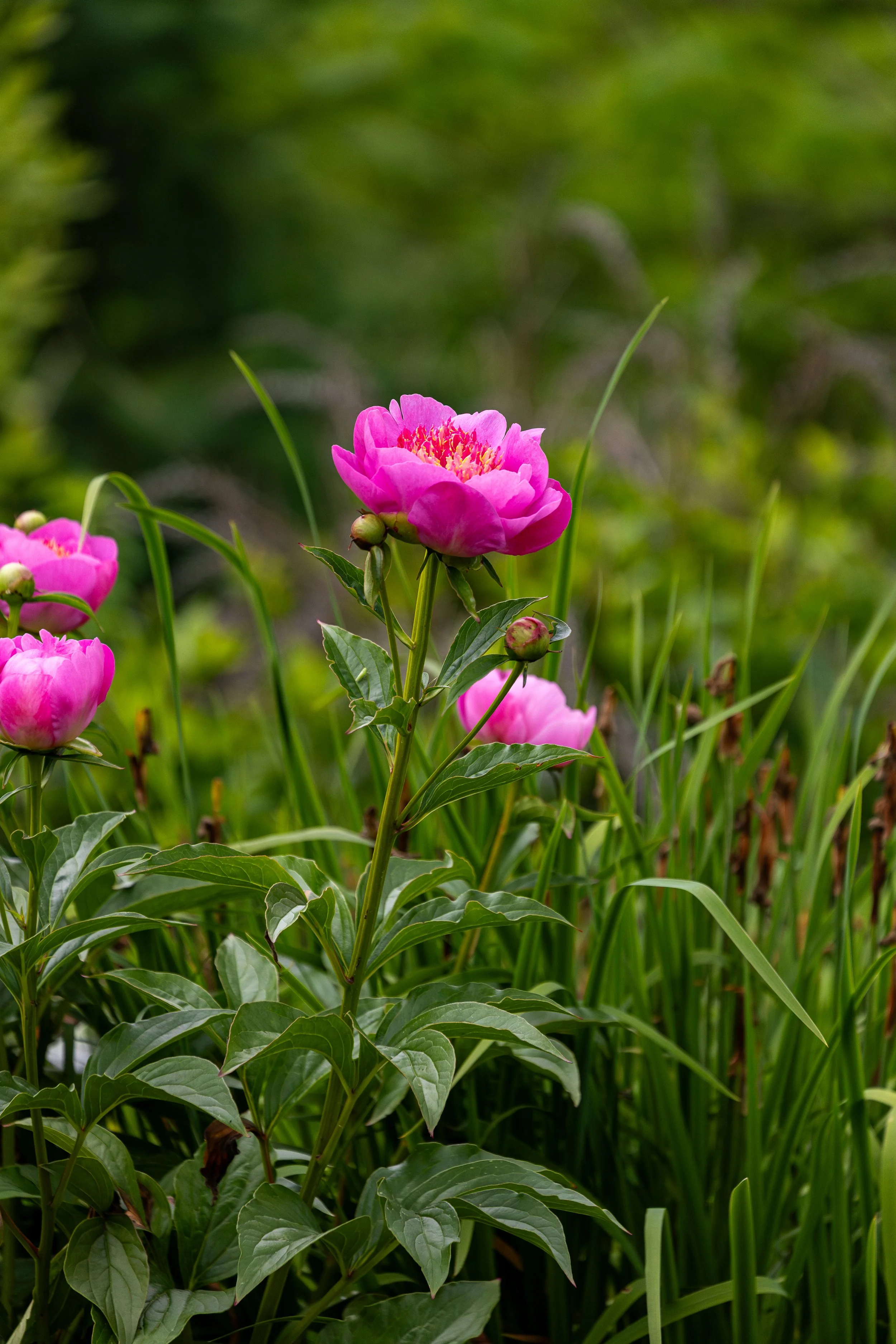 Coastal Maine Botanical Gardens - Nature Photography-66.jpg