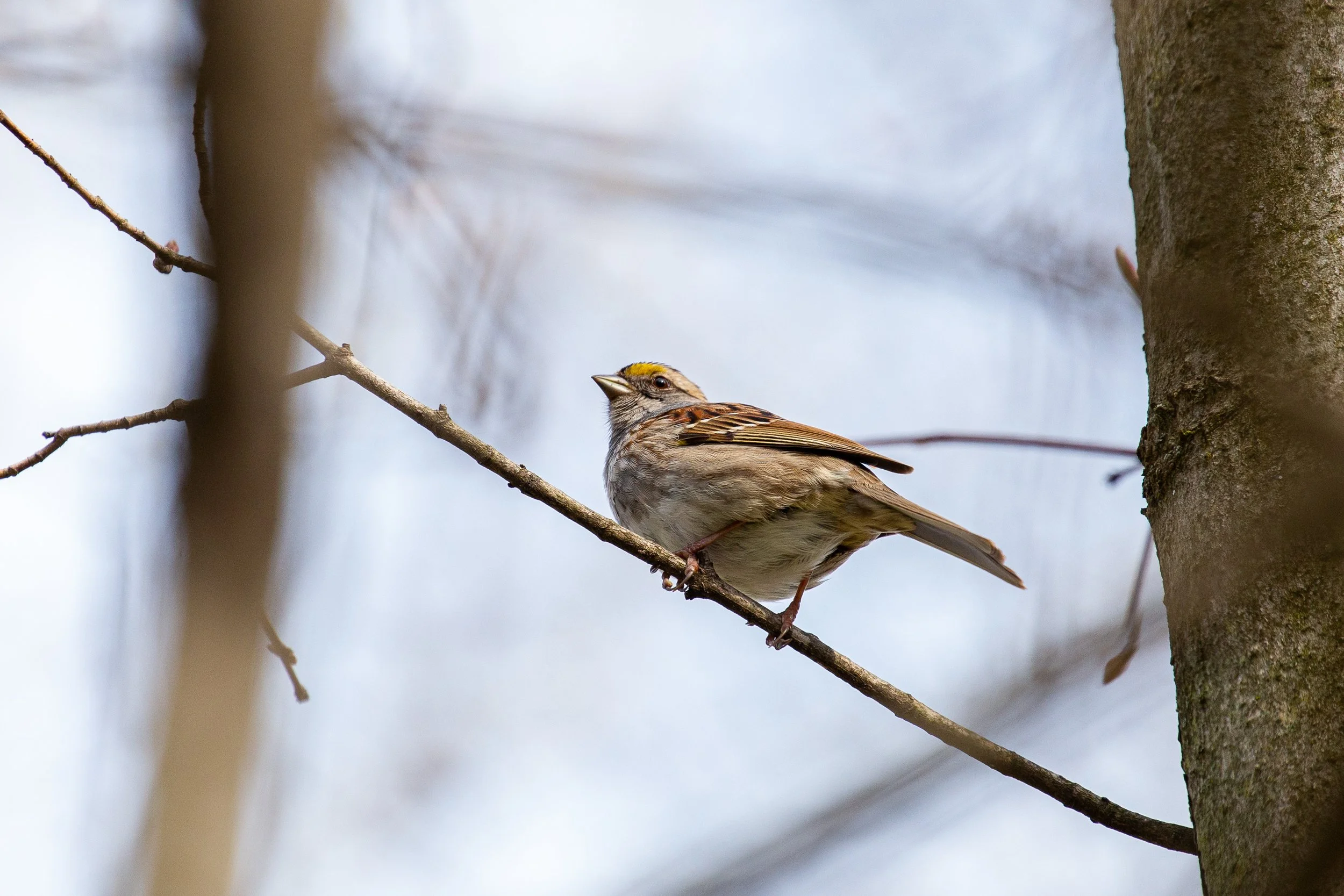 Germantown, New York - Bird Wildlife Photography-14.jpg