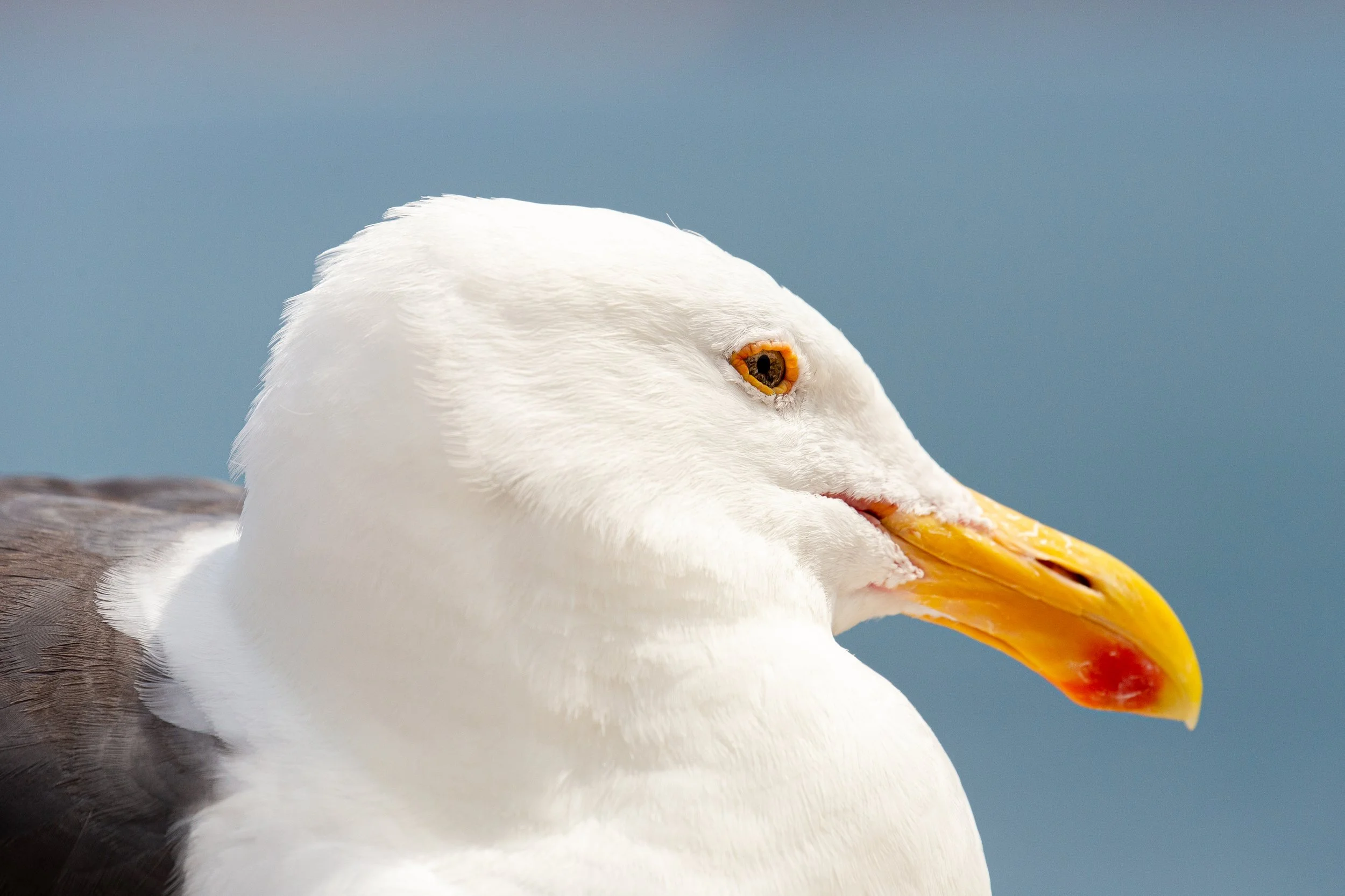 Seagull - La Jolla, California - Bird Wildlife Photography-1.jpg