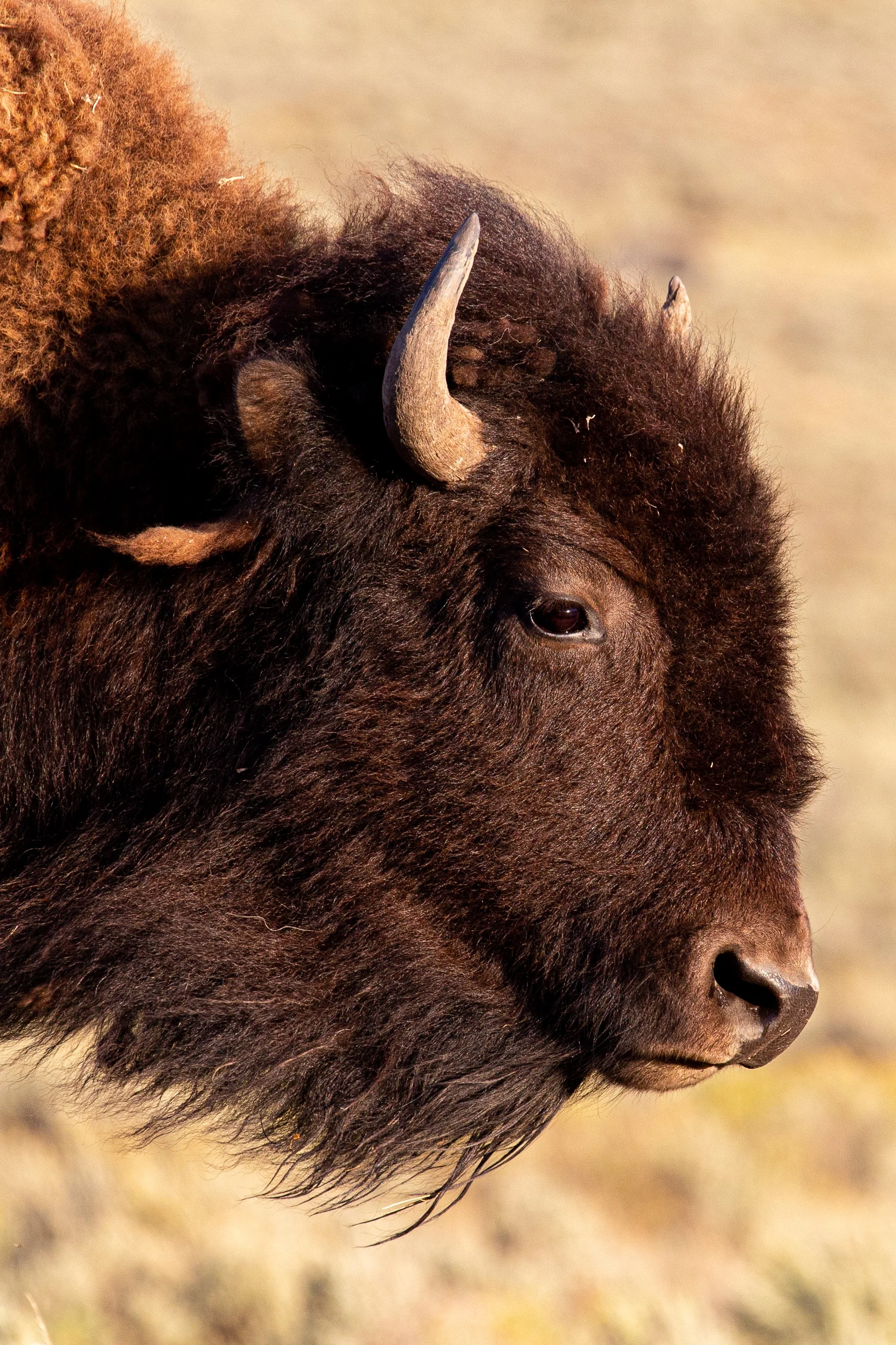 Bison - Yellowstone National Park - Wildife Photography-5.jpg