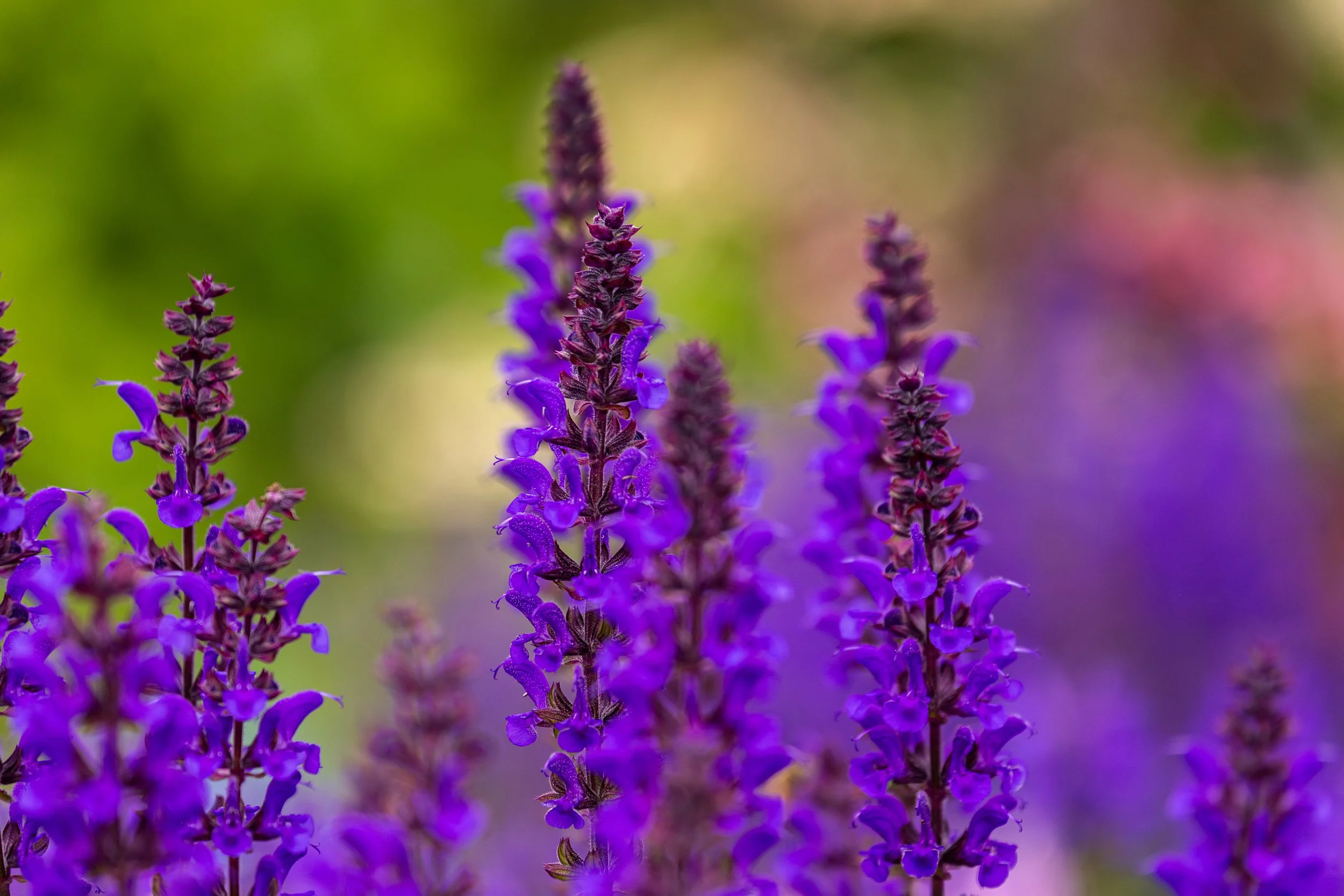 Coastal Maine Botanical Gardens - Nature Photography-33.jpg