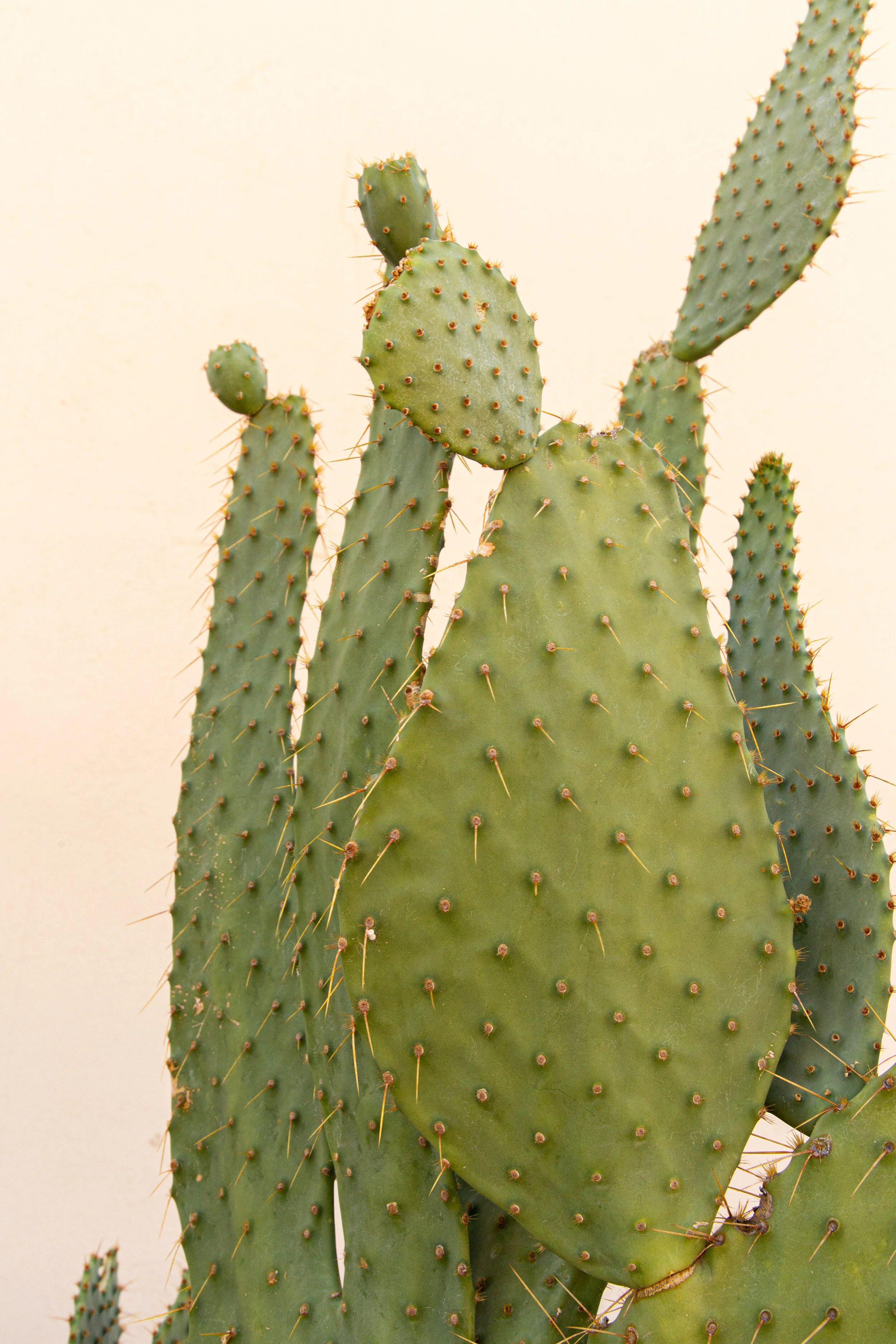 Big Bend National Park Photography-1.jpg