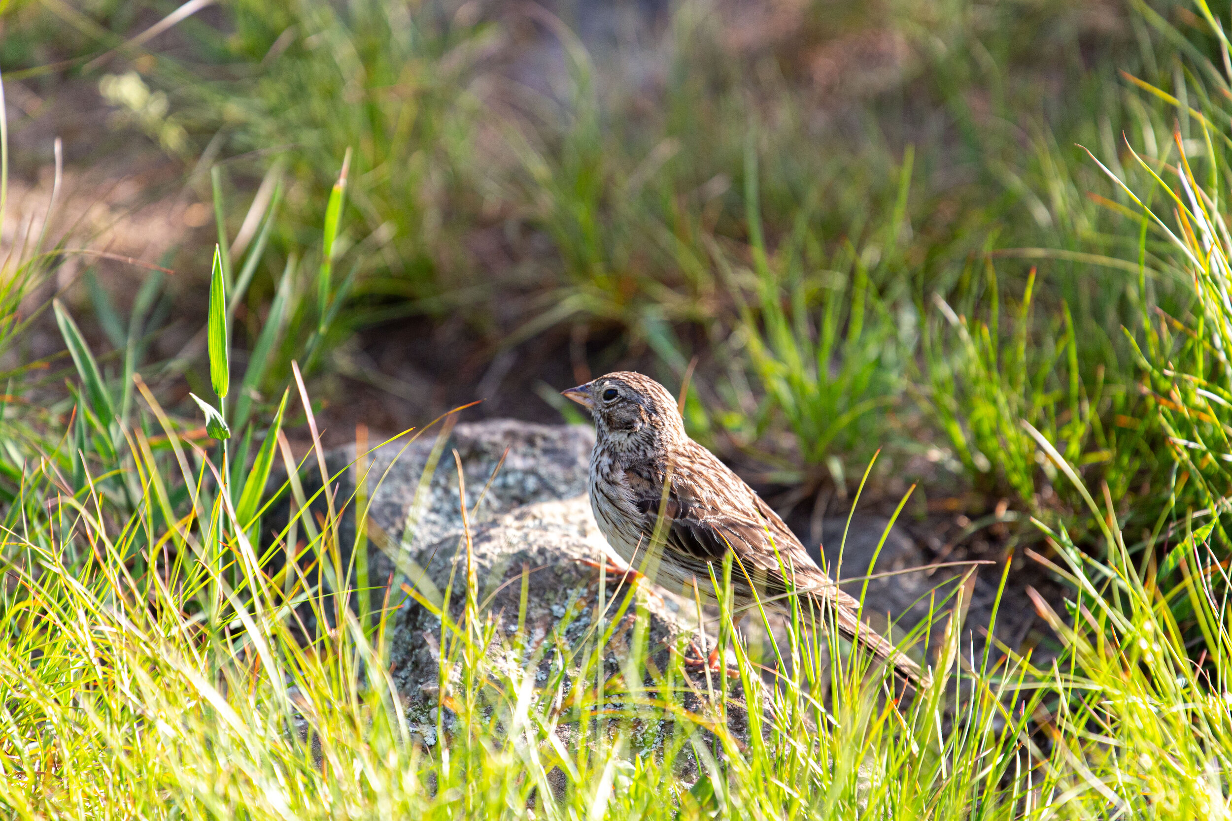 Max's Patch North Carolina Photography-2.jpg