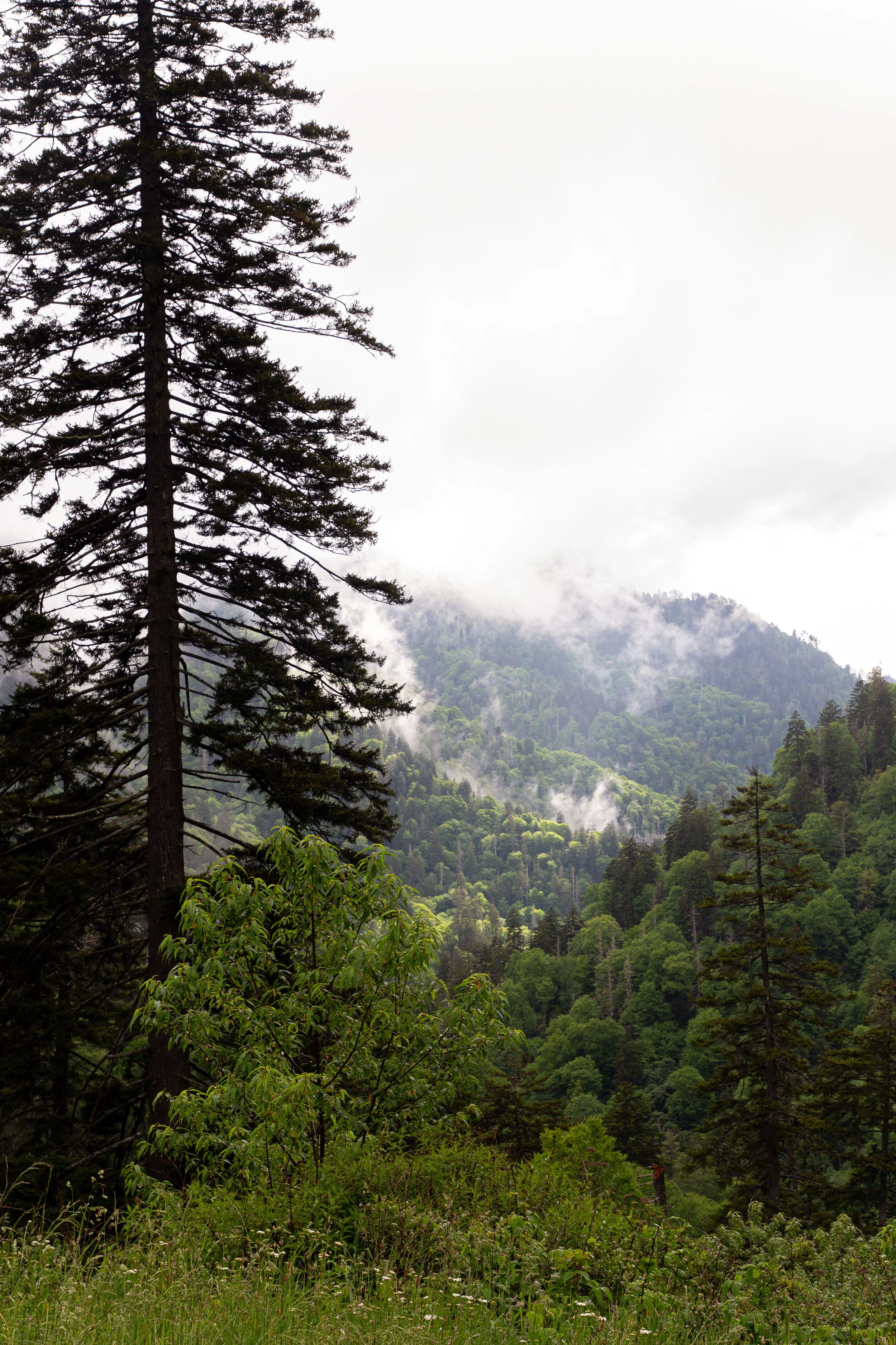 Great Smoky Mountains Photography-7.jpg