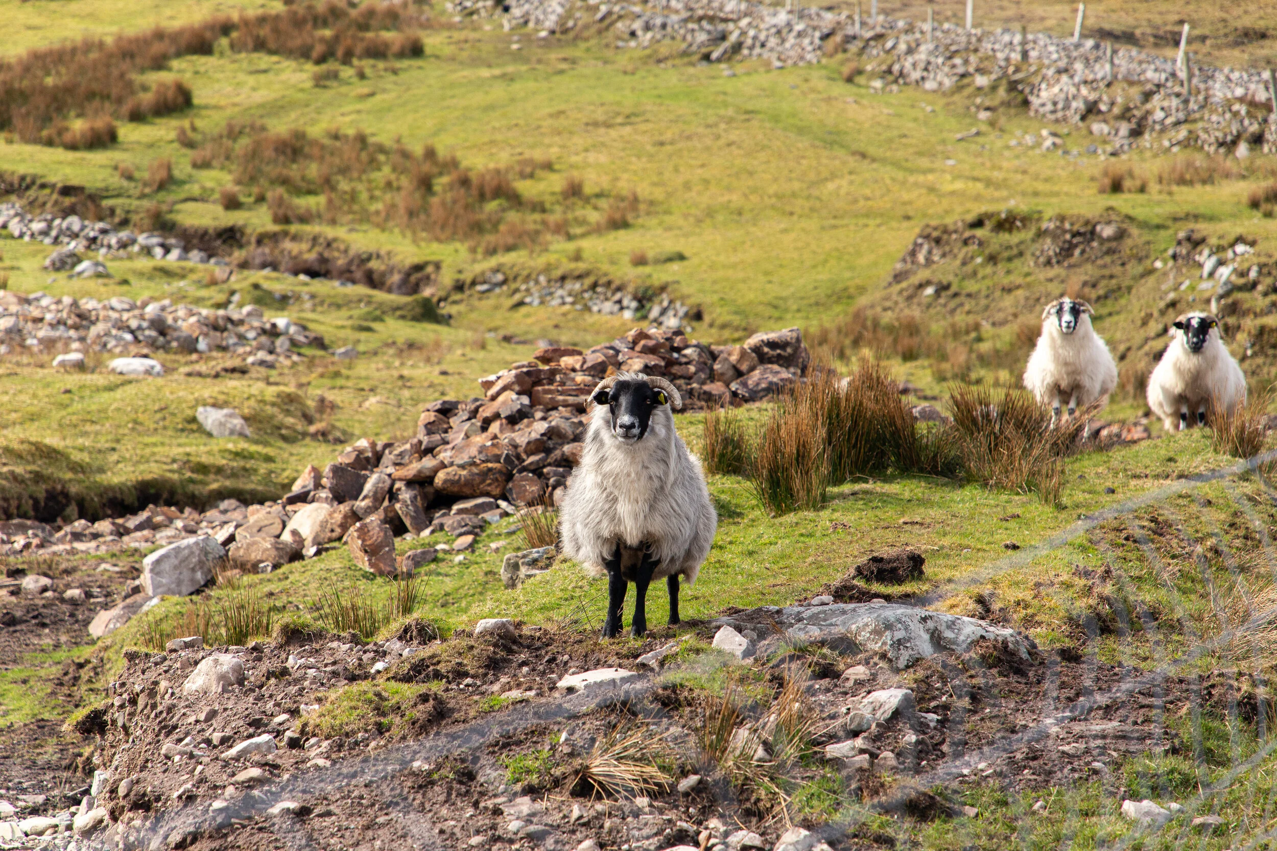 Ireland Day 6 - Travel Photography-4.jpg
