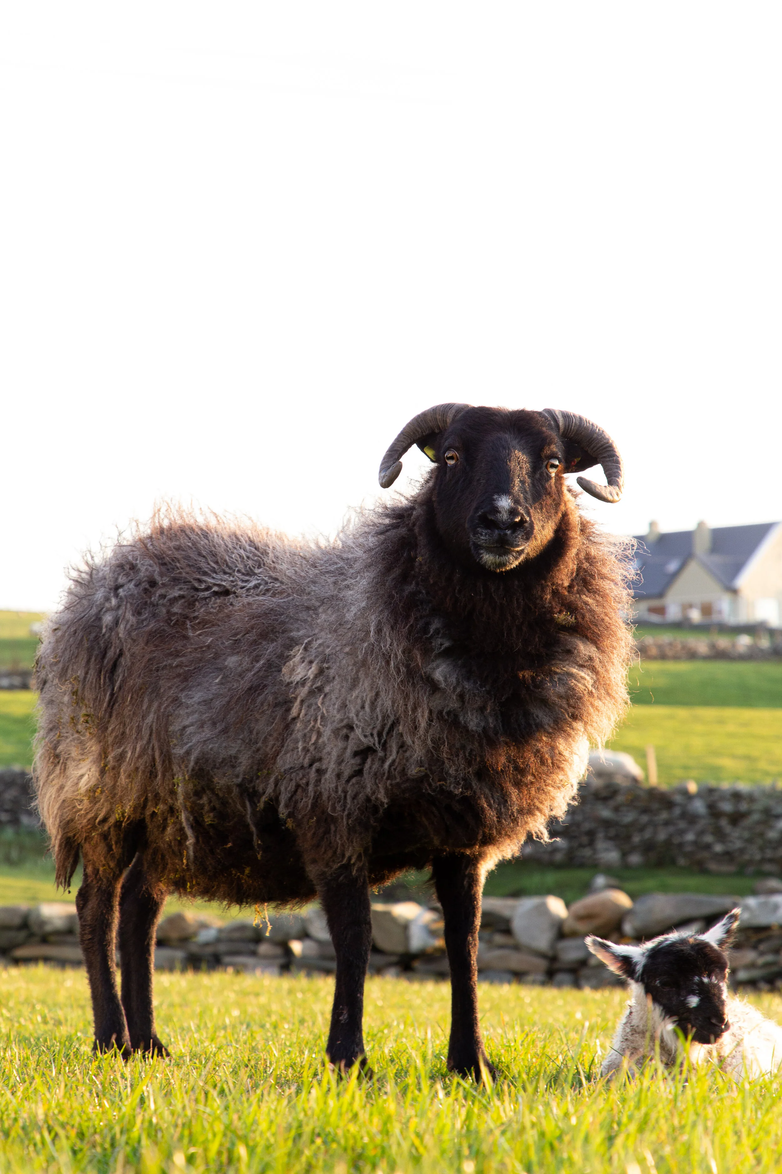 Ireland Day 7 - Travel Photography-4.jpg