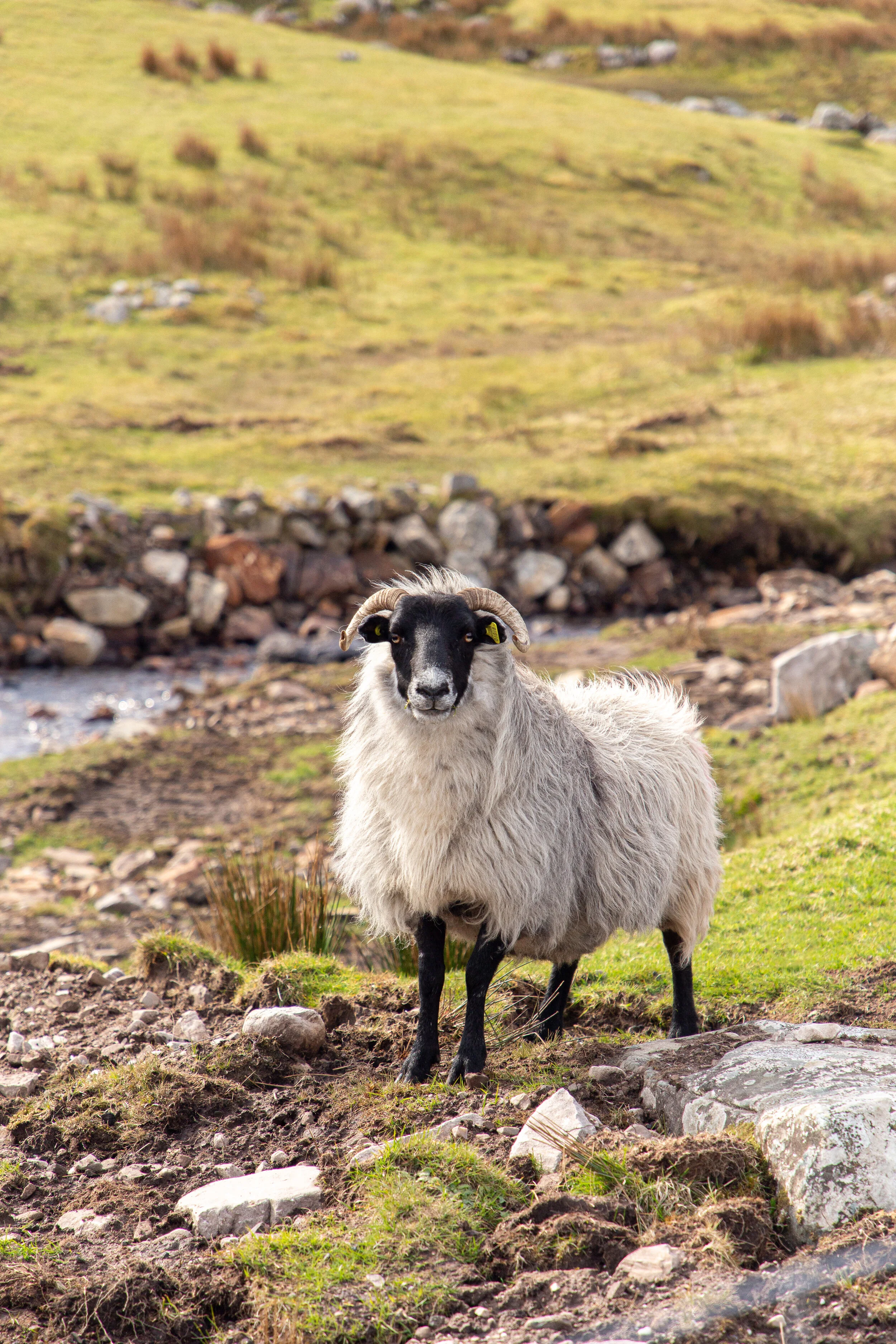 Ireland Day 6 - Travel Photography-5.jpg