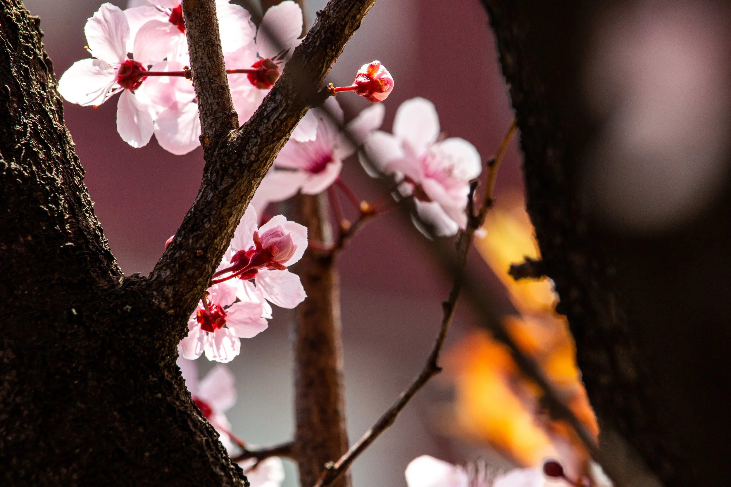 Cherry Blossoms - New Jersey - Nature Photography-4.jpg