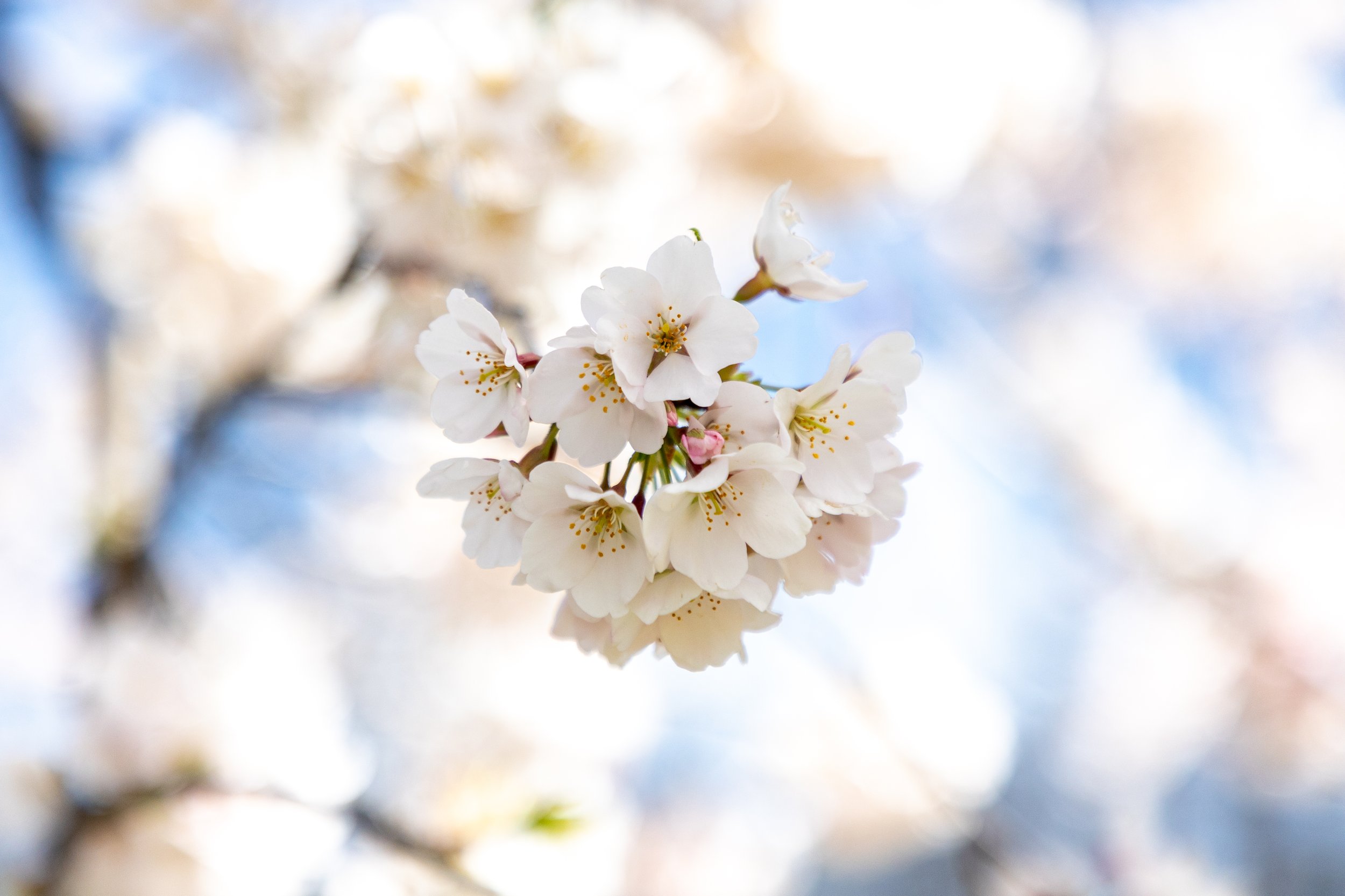 Cherry Blossoms - Montclair, New Jersey - Nature Photography-3.jpg