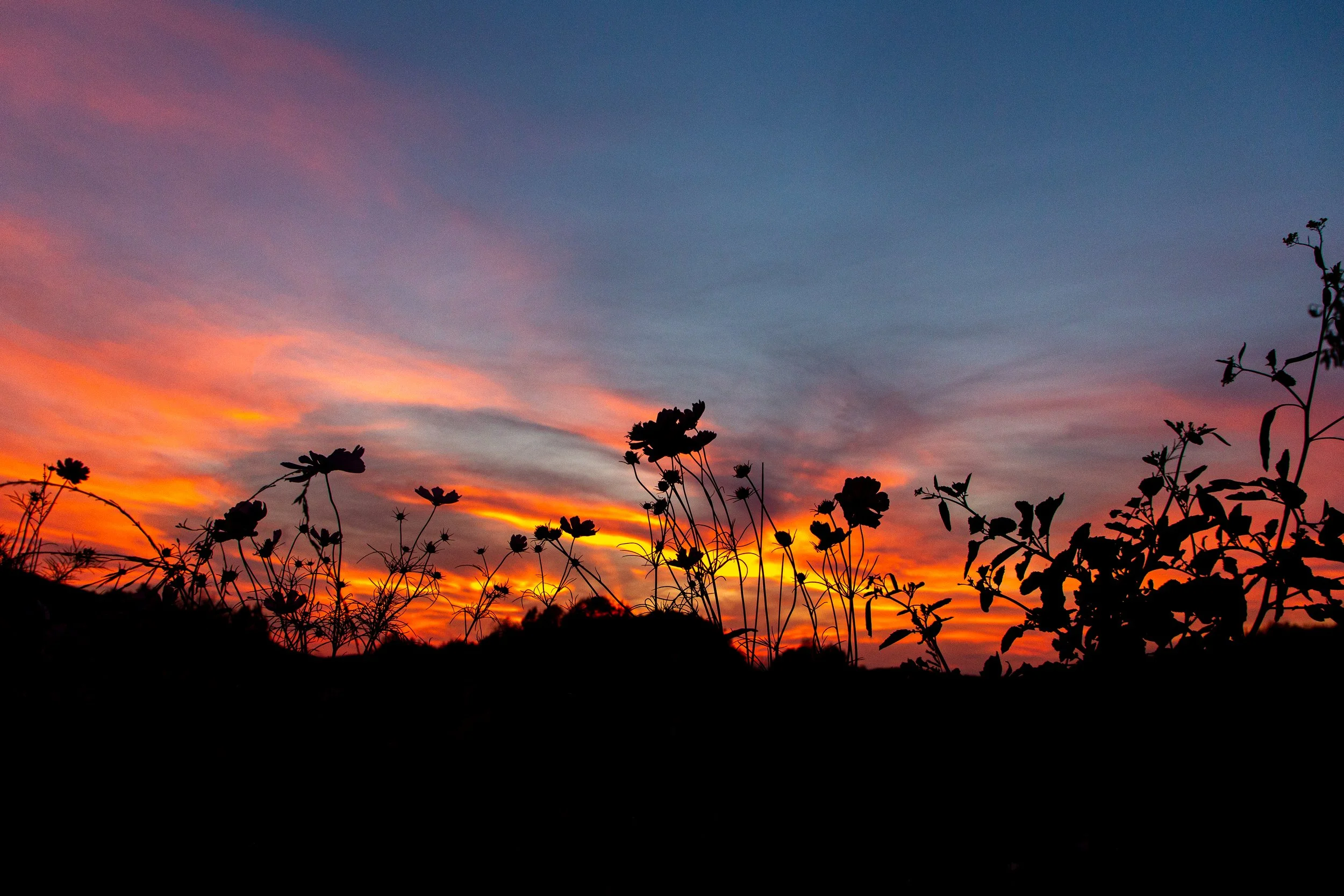 Upstate New York Florals - Nature Photography4.jpg