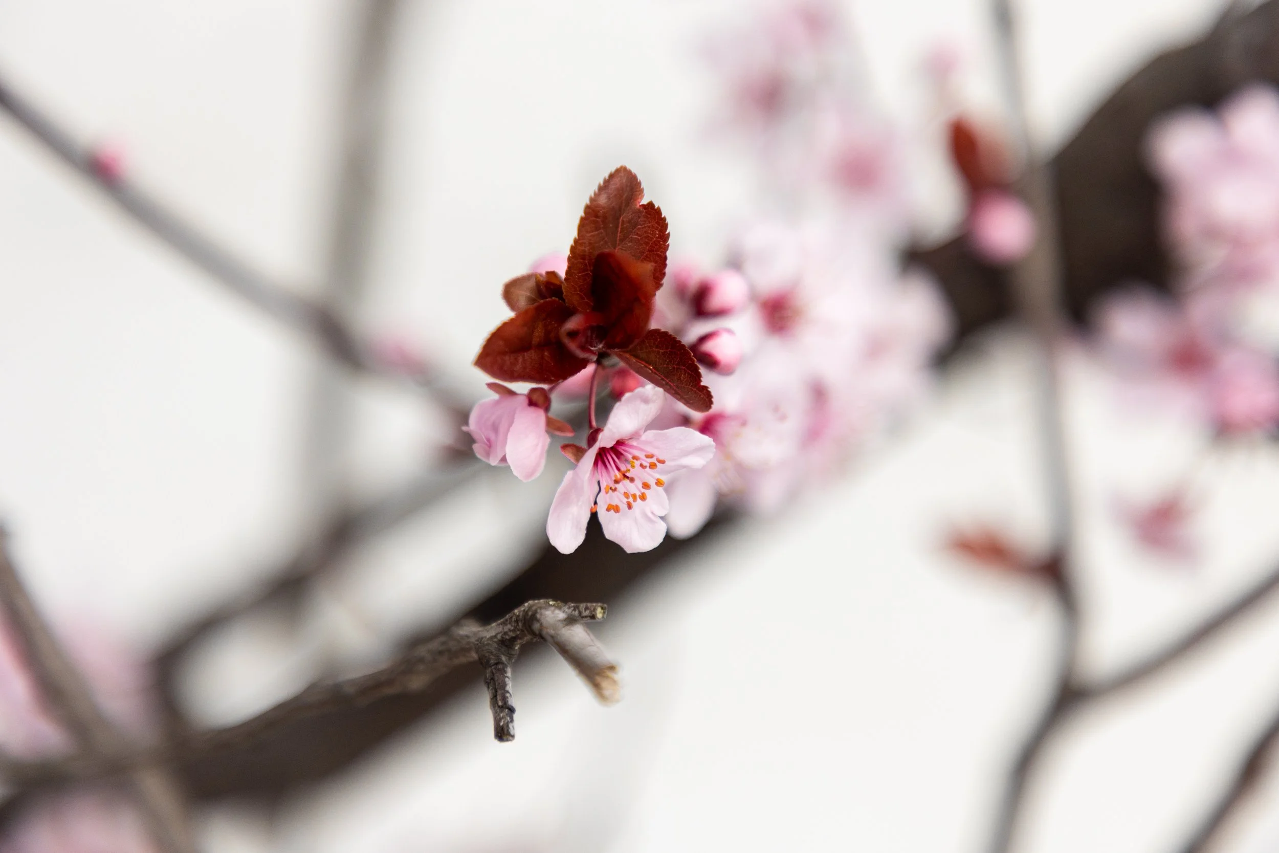 Cherry Blossoms in Montclair, New Jersey-2.jpg