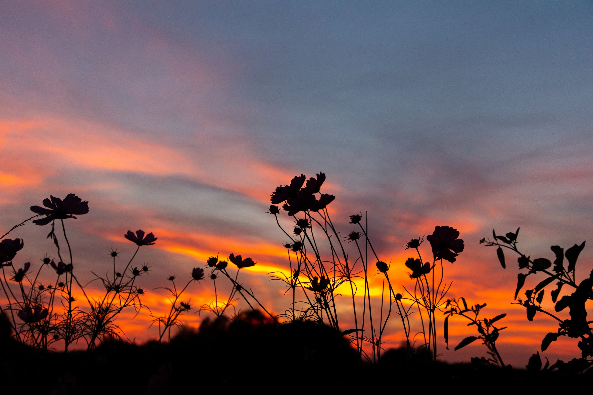 Upstate New York Florals - Nature Photography3.jpg