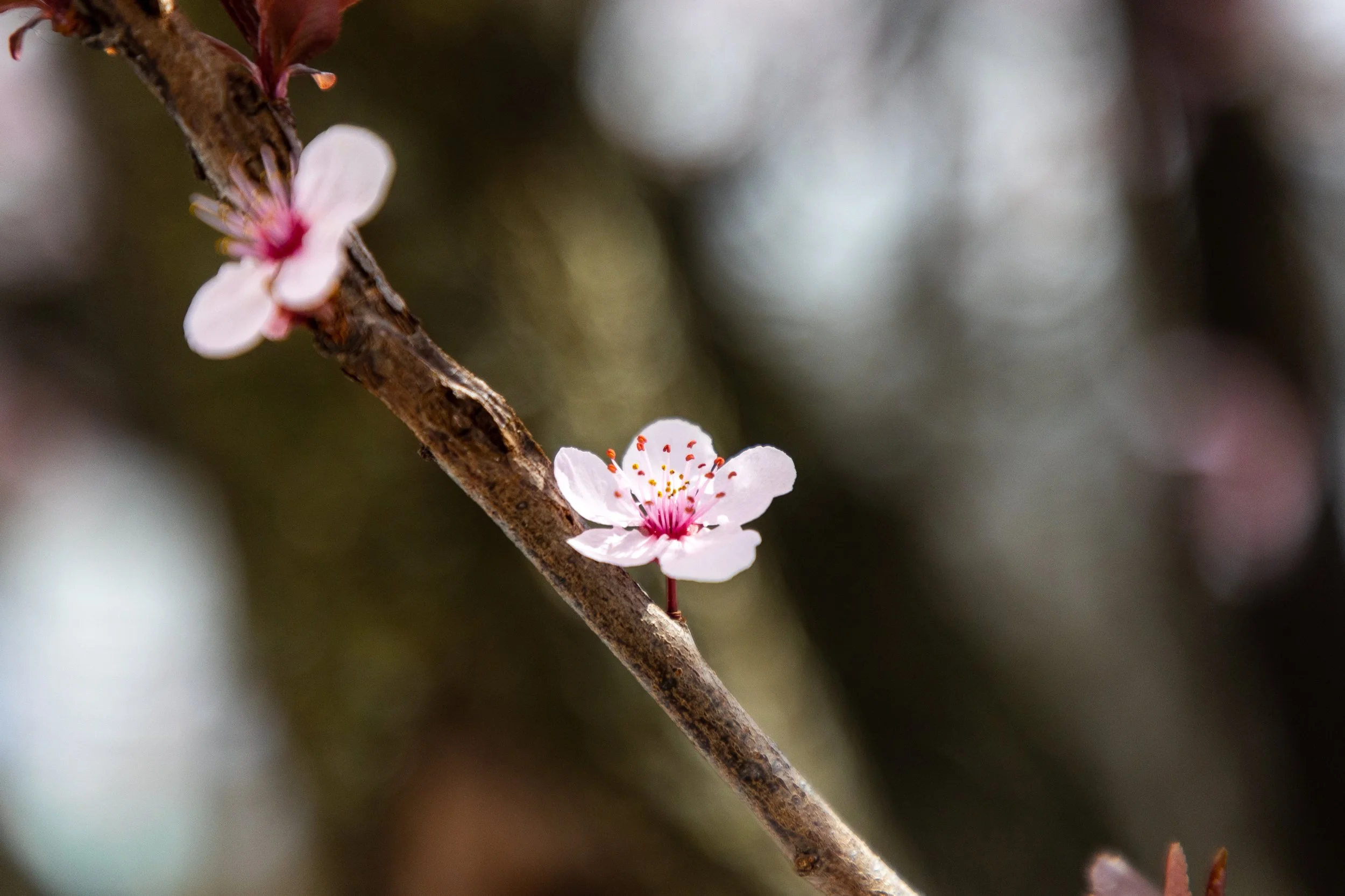 Cherry Blossoms in Montclair, New Jersey-7.jpg