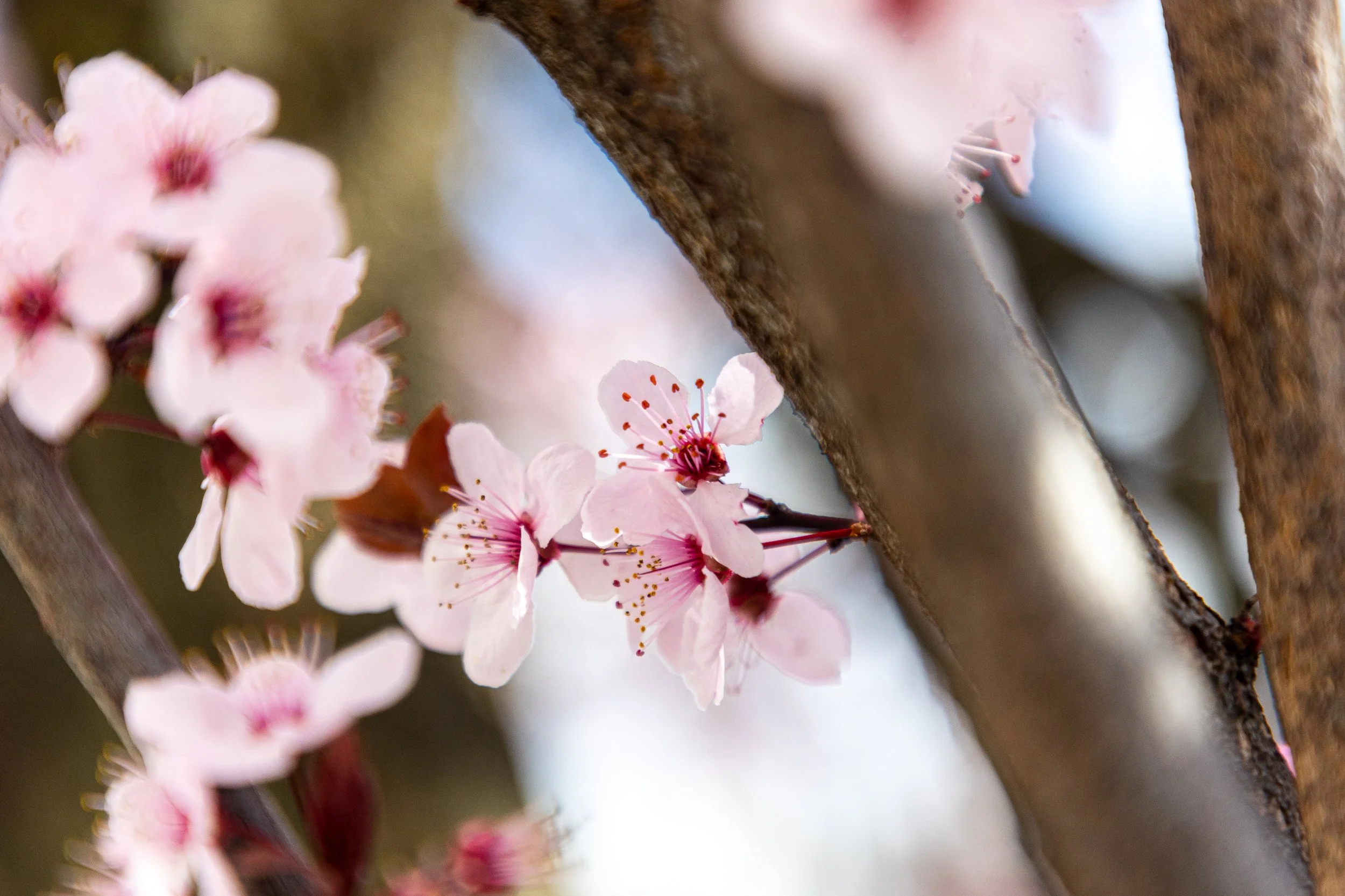 Cherry Blossoms in Montclair, New Jersey-8.jpg
