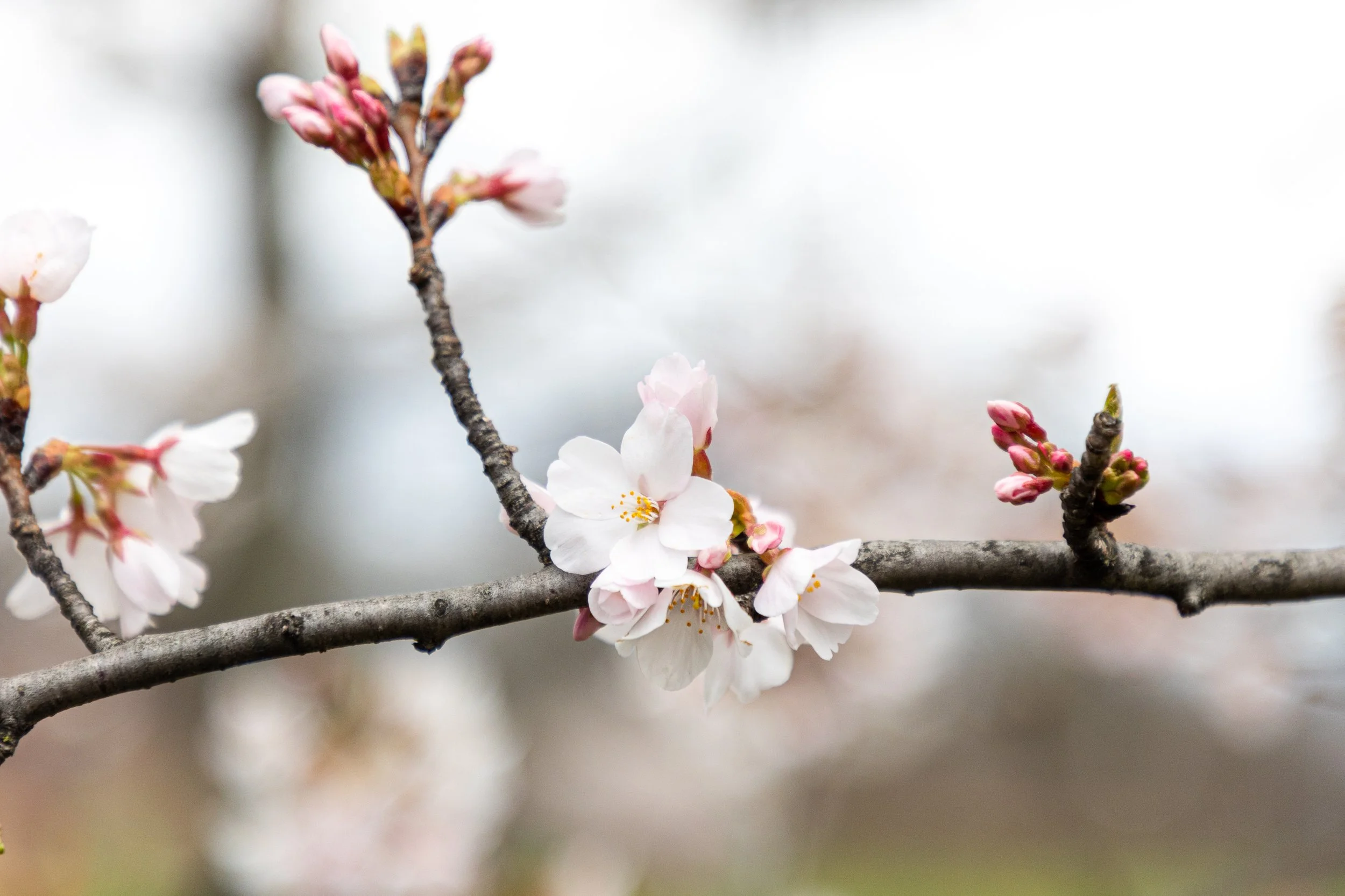 Cherry Blossoms in Montclair, New Jersey-1.jpg