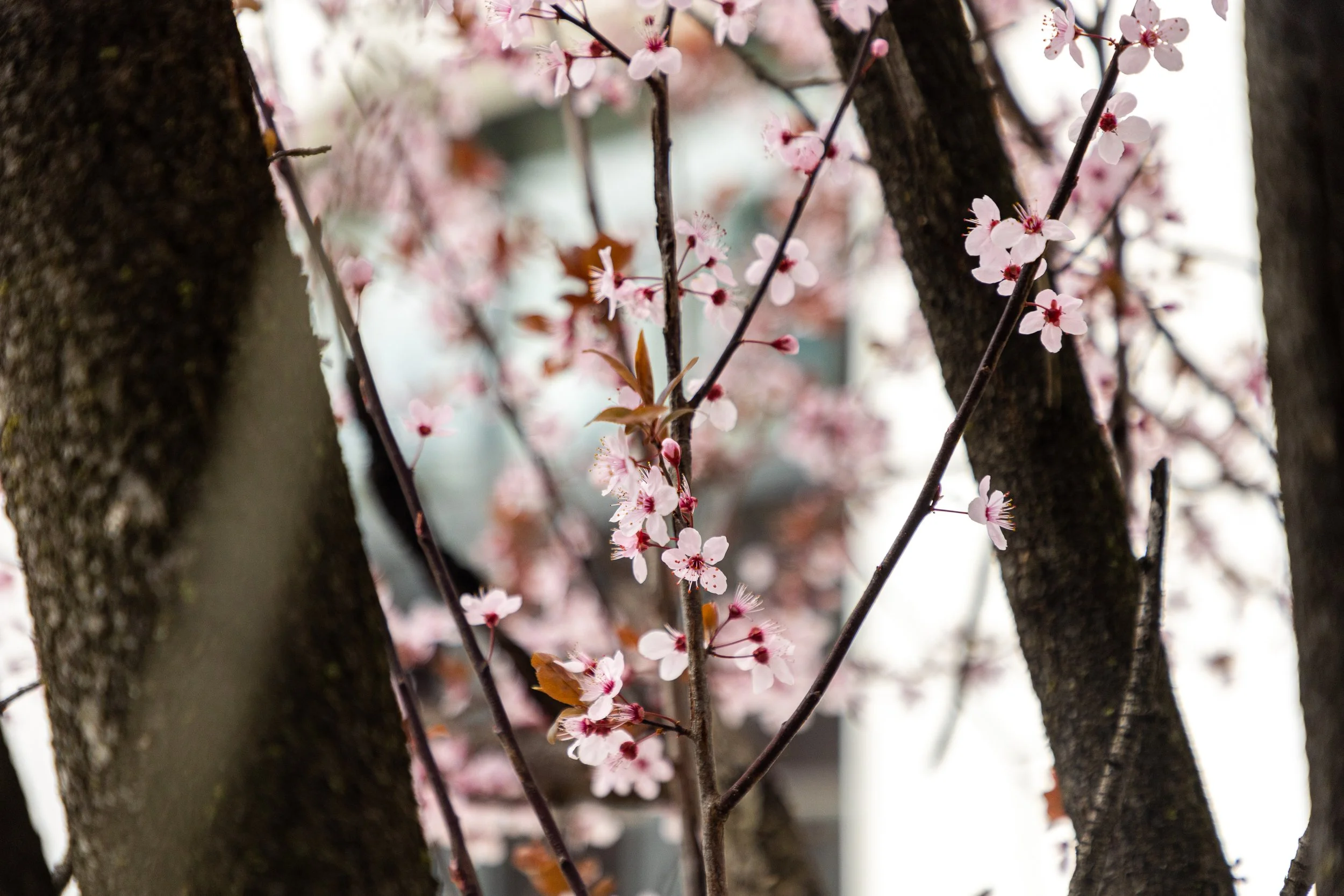 Cherry Blossoms in Montclair, New Jersey-4.jpg
