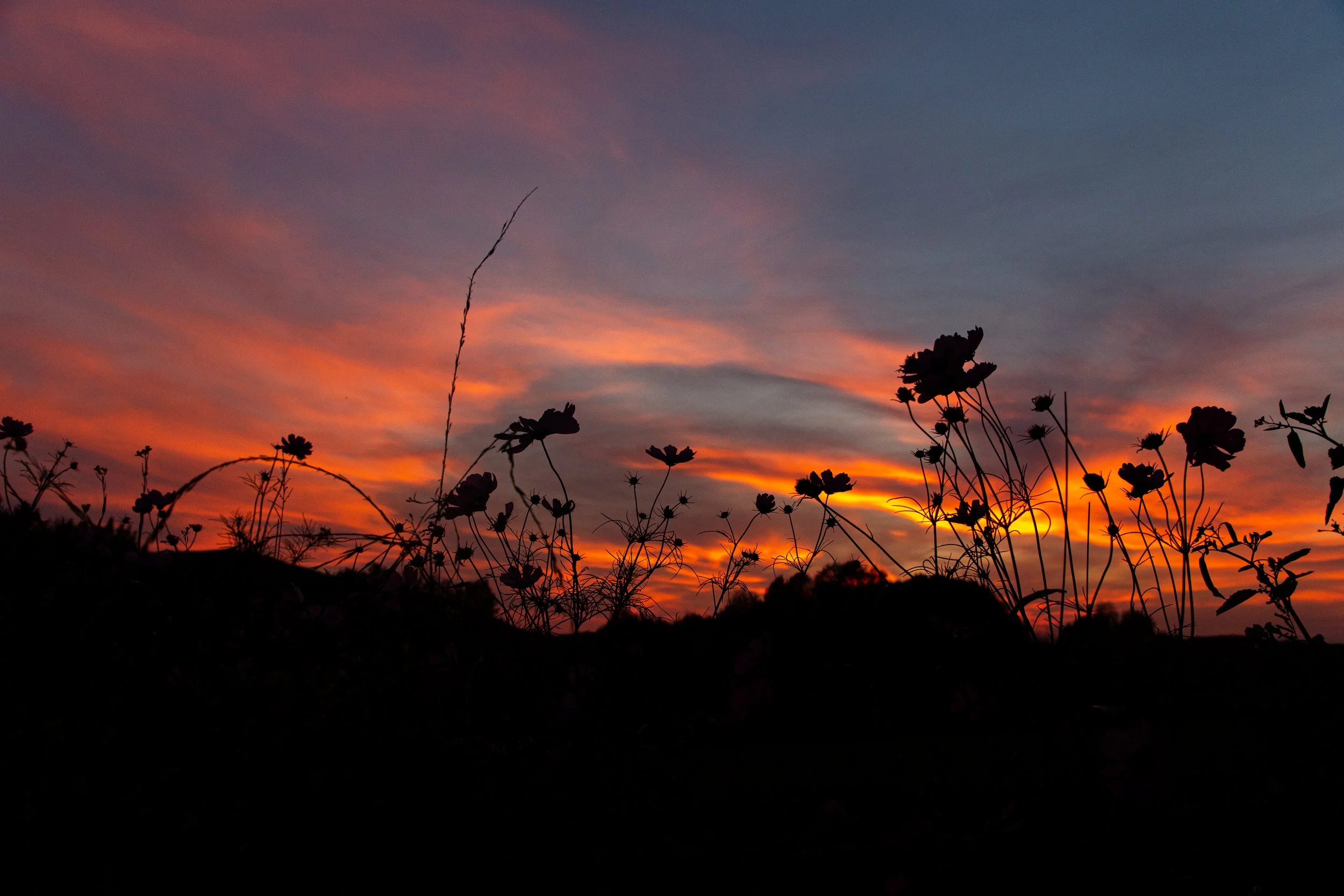 Upstate New York Florals - Nature Photography1.jpg