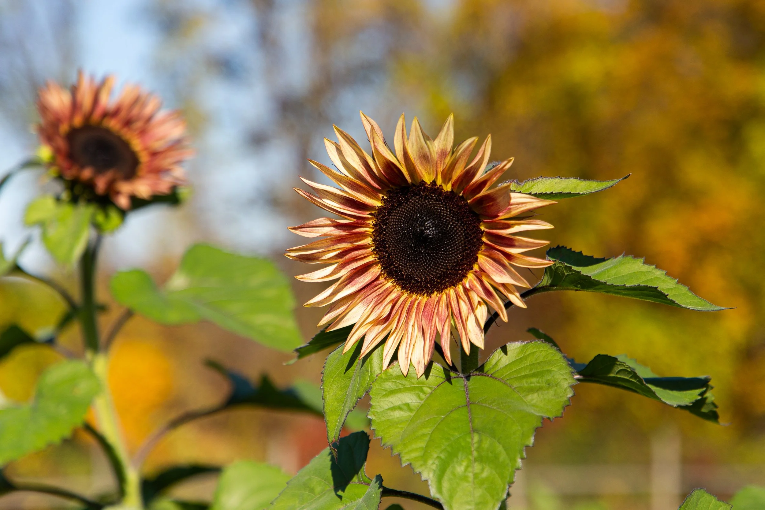 Riamede Farm - New Jersey - Nature Photography-3.jpg