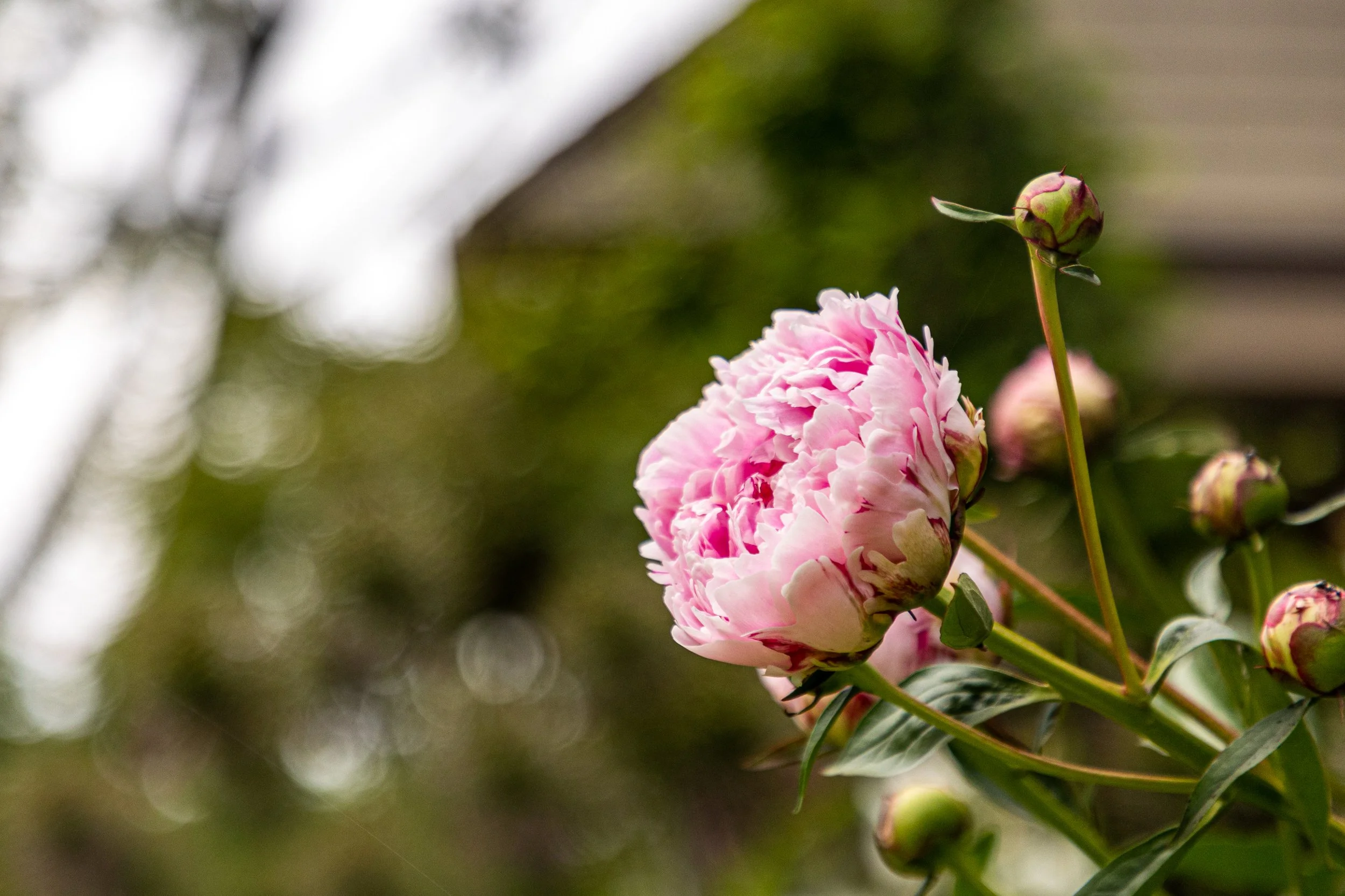 Portland, Maine Garden Tour-5.jpg