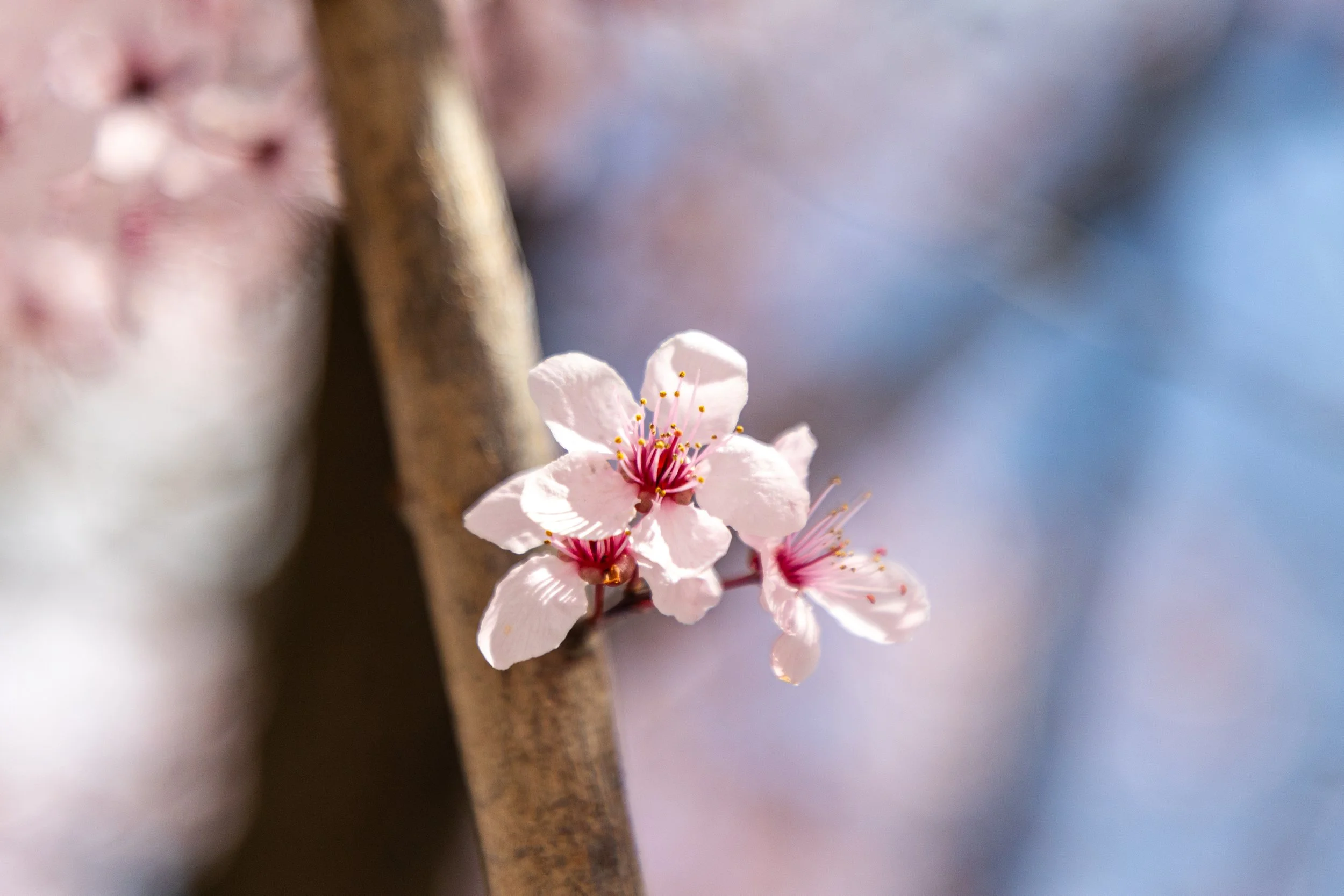 Cherry Blossoms in Montclair, New Jersey-9.jpg