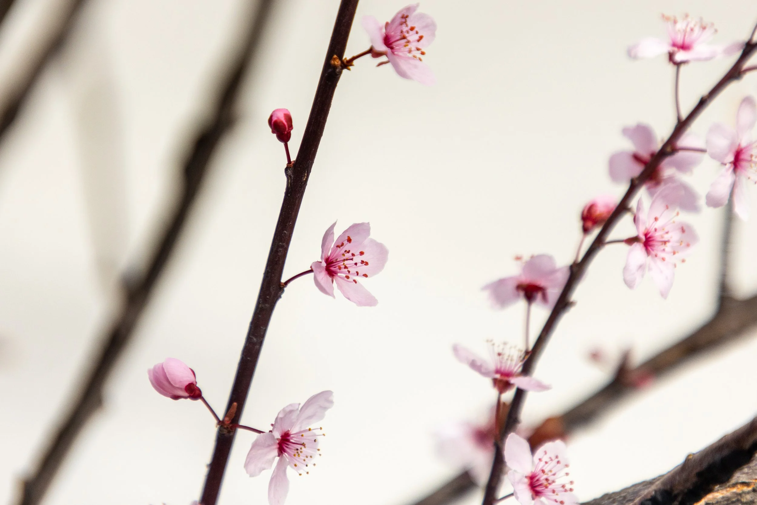 Cherry Blossoms in Montclair, New Jersey-3.jpg
