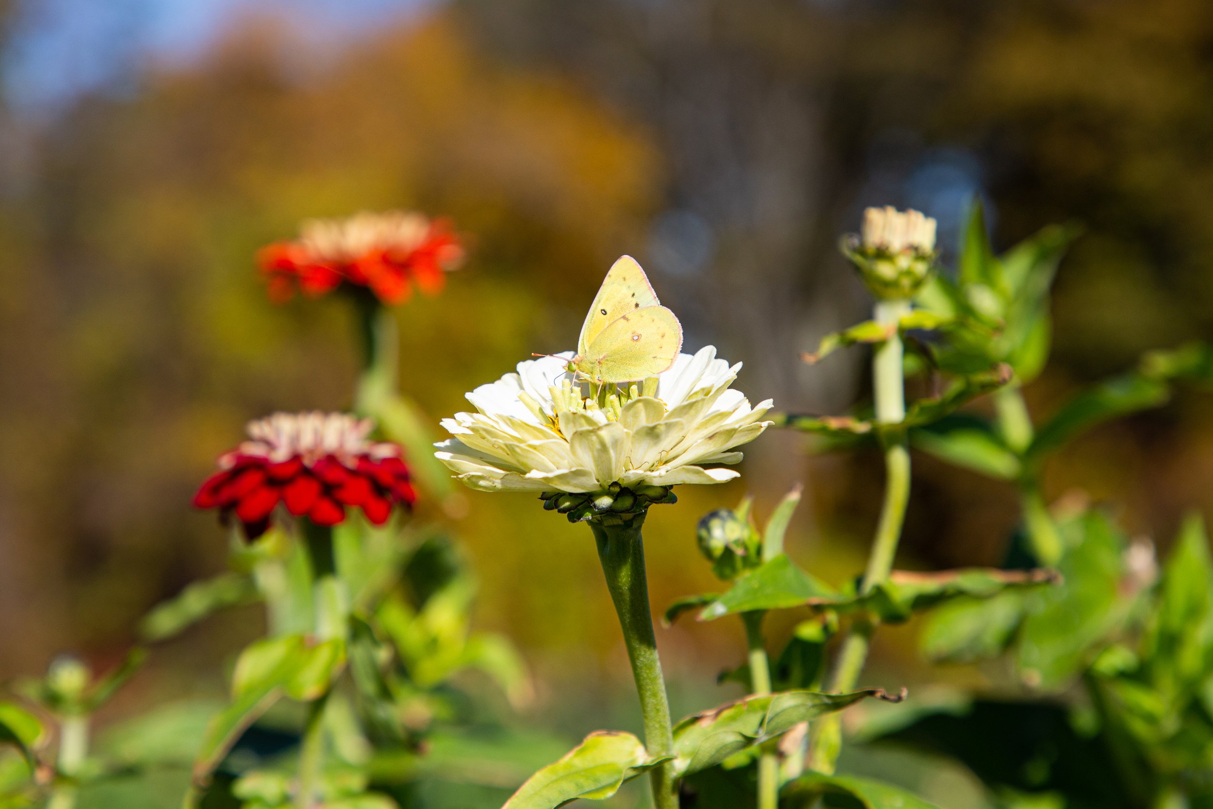 Riamede Farm - New Jersey - Nature Photography-5.jpg