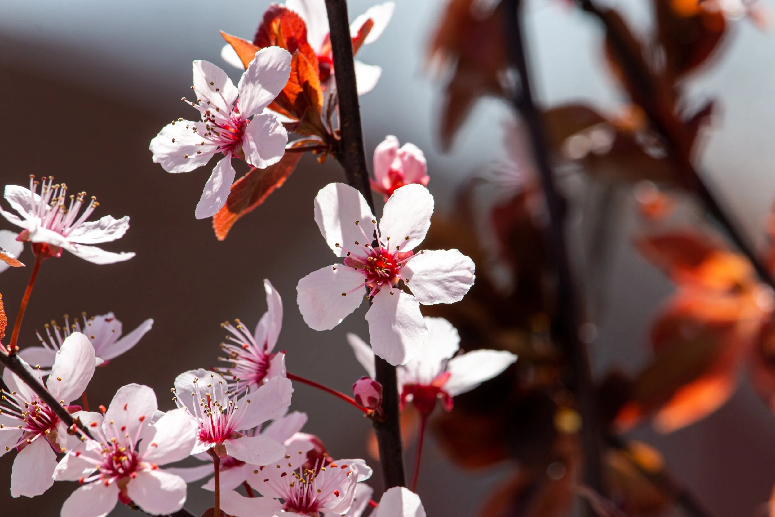 Cherry Blossoms - New Jersey - Nature Photography-2.jpg