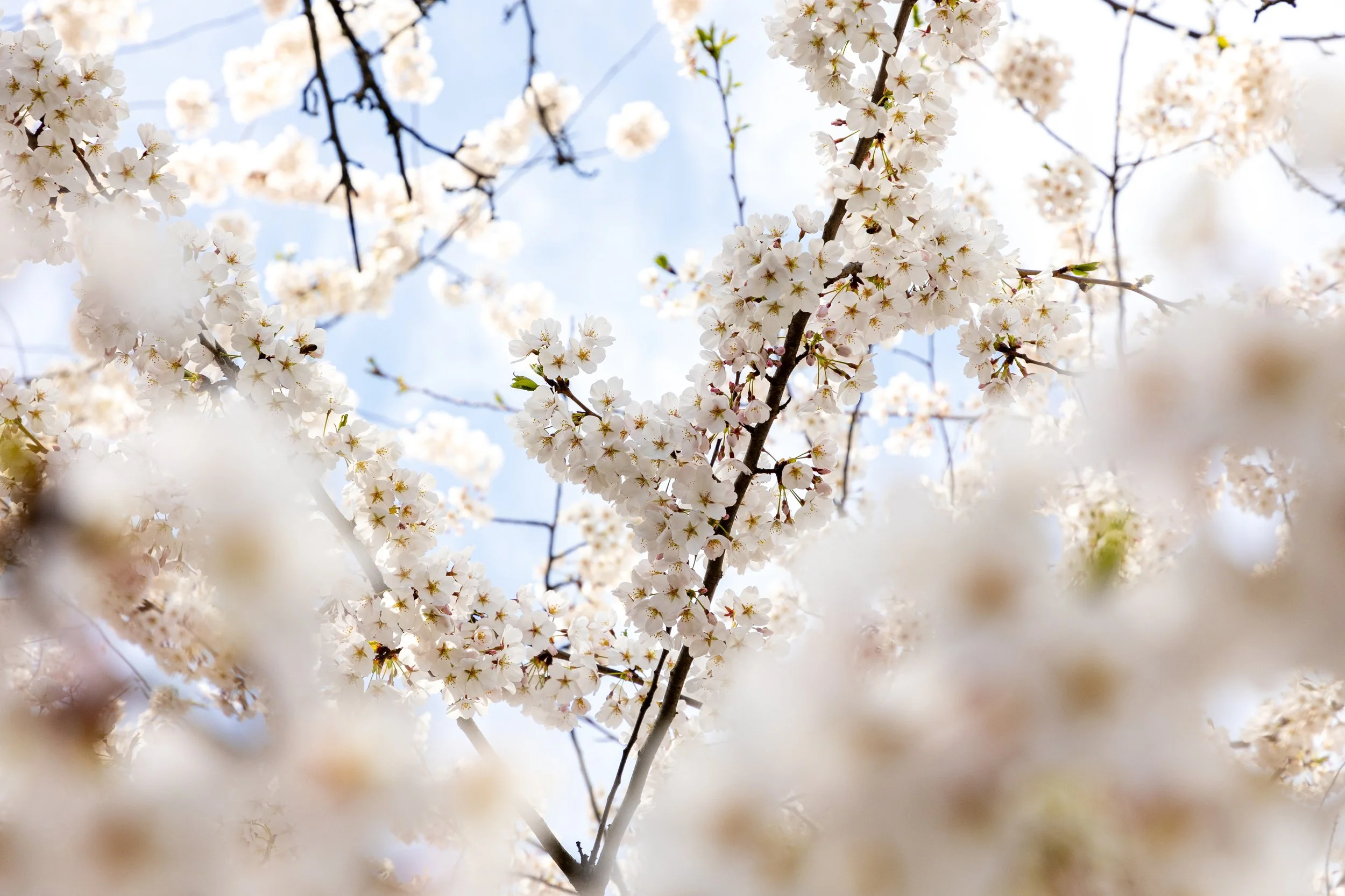 Cherry Blossoms - Montclair, New Jersey - Nature Photography-6.jpg