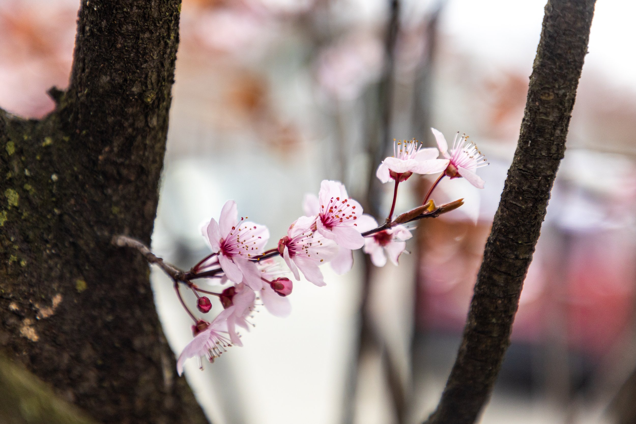 Cherry Blossoms in Montclair, New Jersey-6.jpg