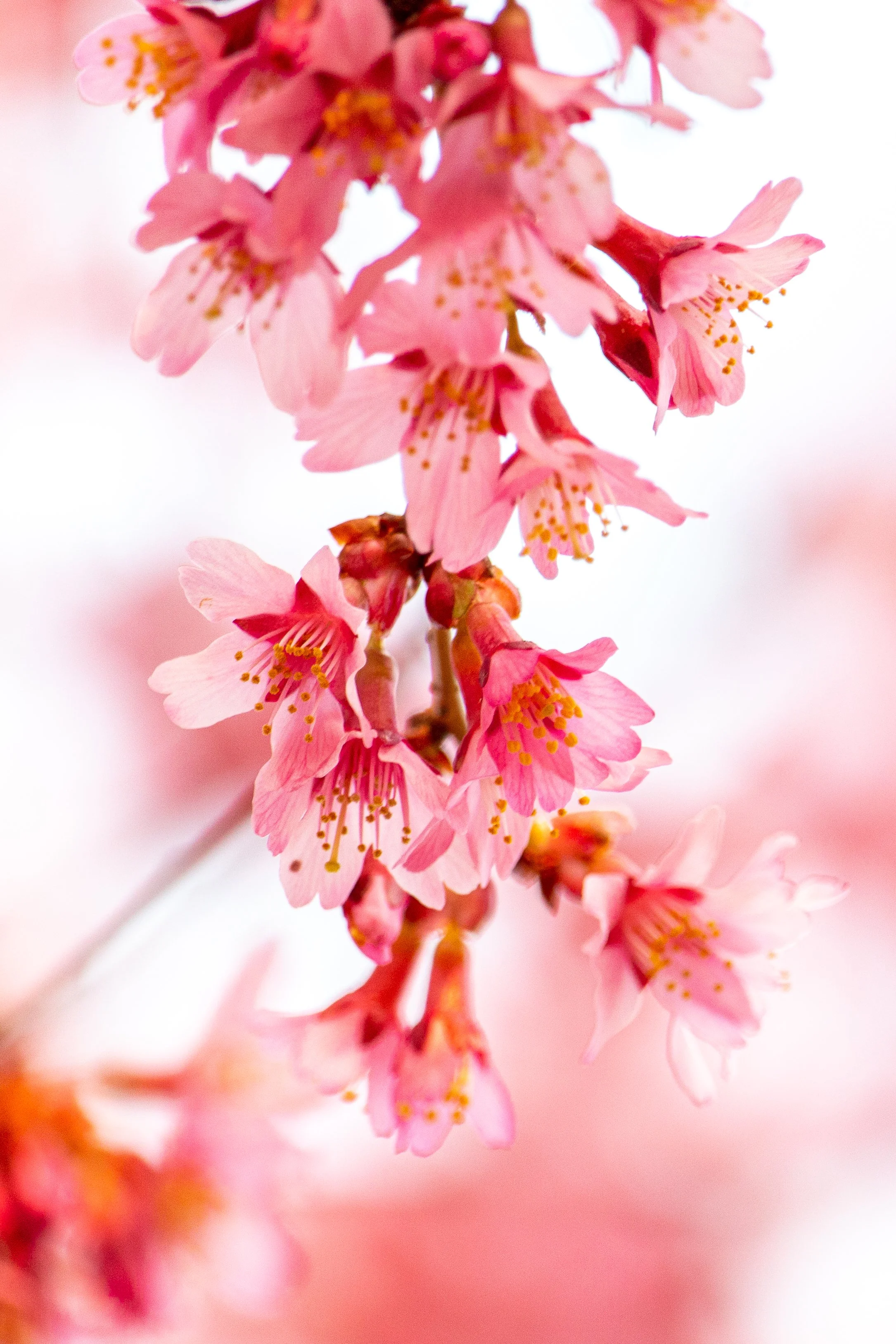 Cherry Blossoms - New Jersey - Nature Photography-1.jpg
