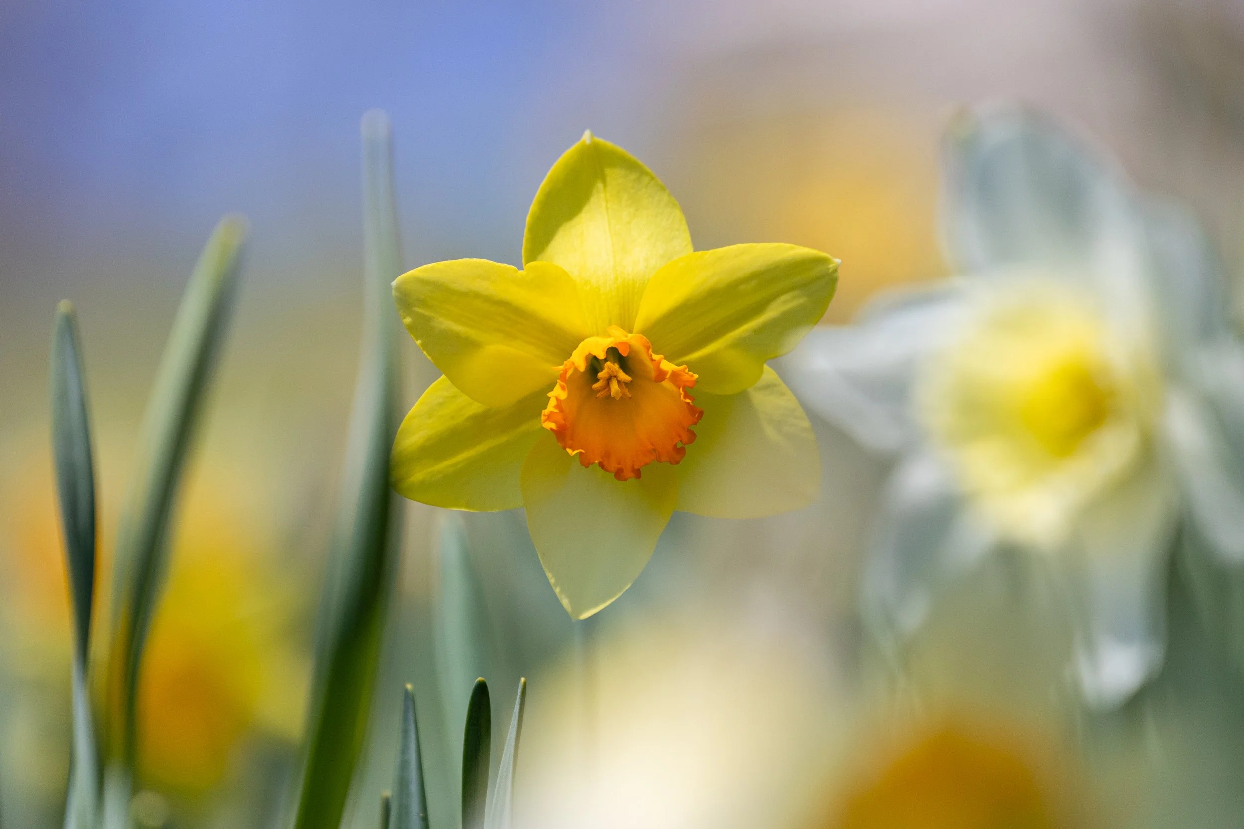 Laurel Hill Cemetery Daffodils-9.jpg