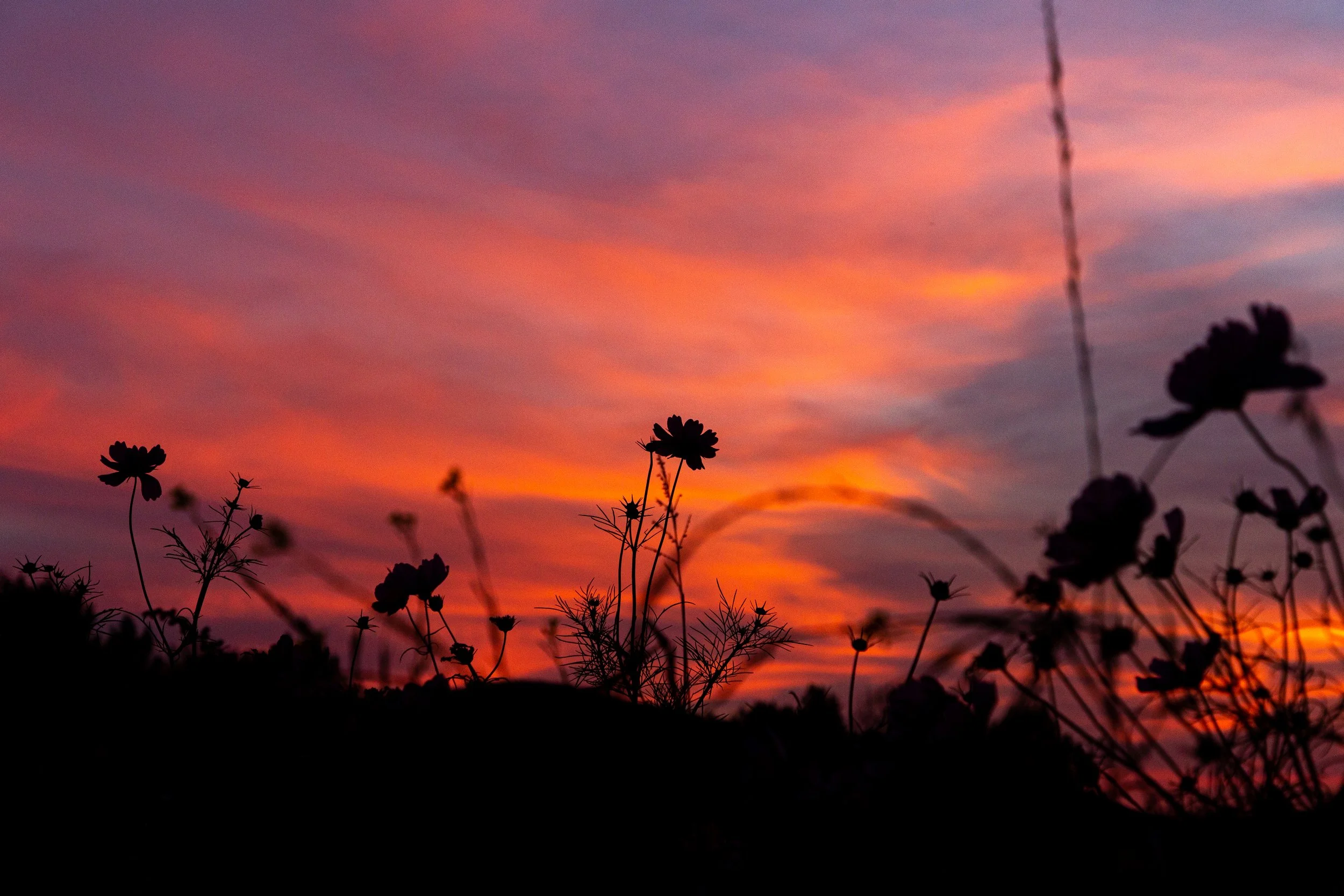 Upstate New York Florals - Nature Photography2.jpg