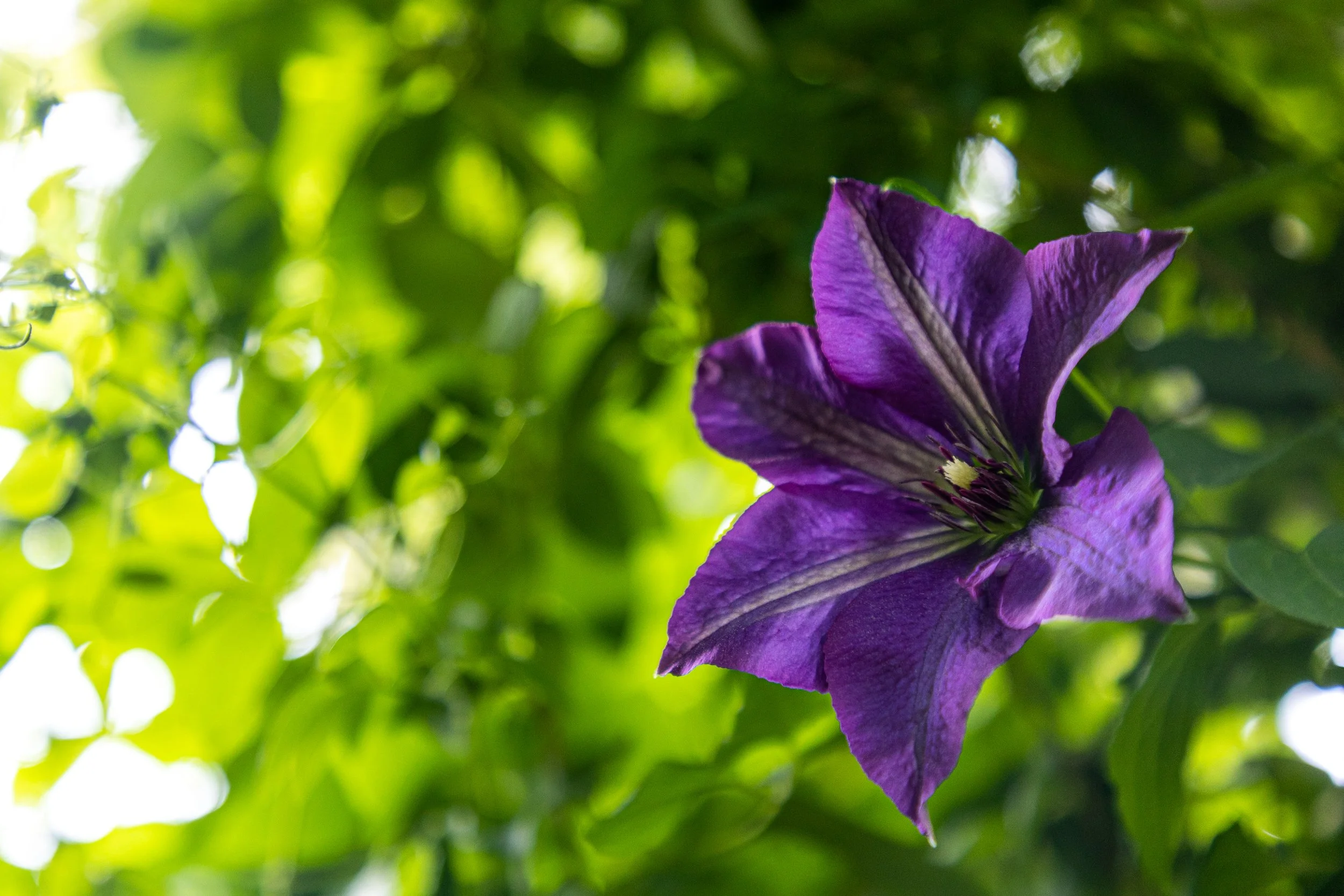 Portland, Maine Garden Tour-4.jpg