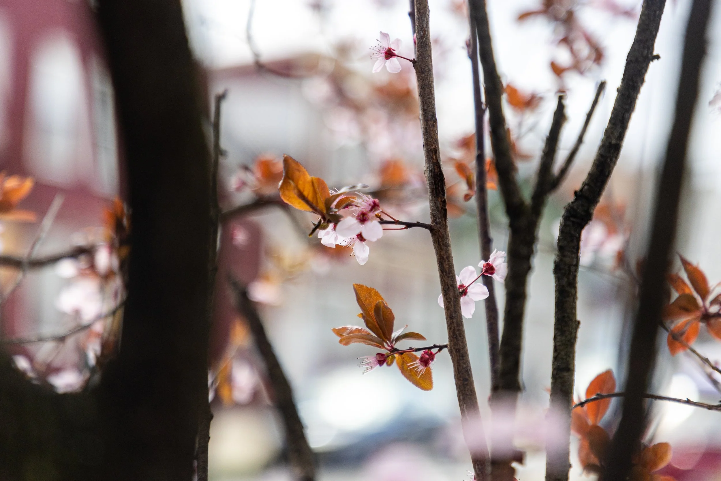 Cherry Blossoms in Montclair, New Jersey-5.jpg