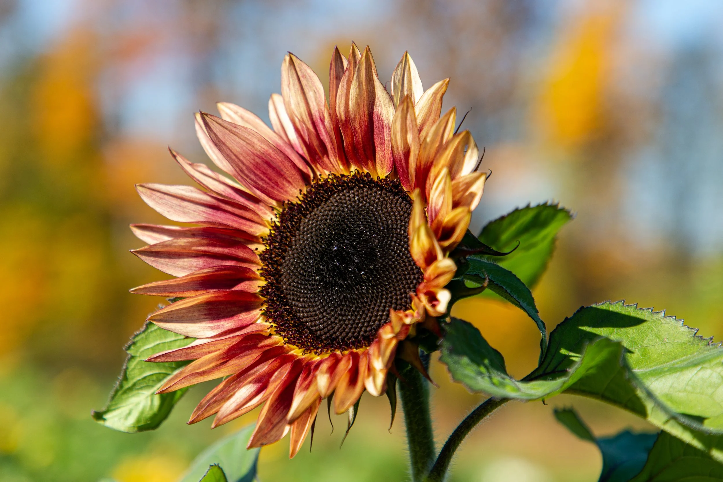 Riamede Farm - New Jersey - Nature Photography-2.jpg