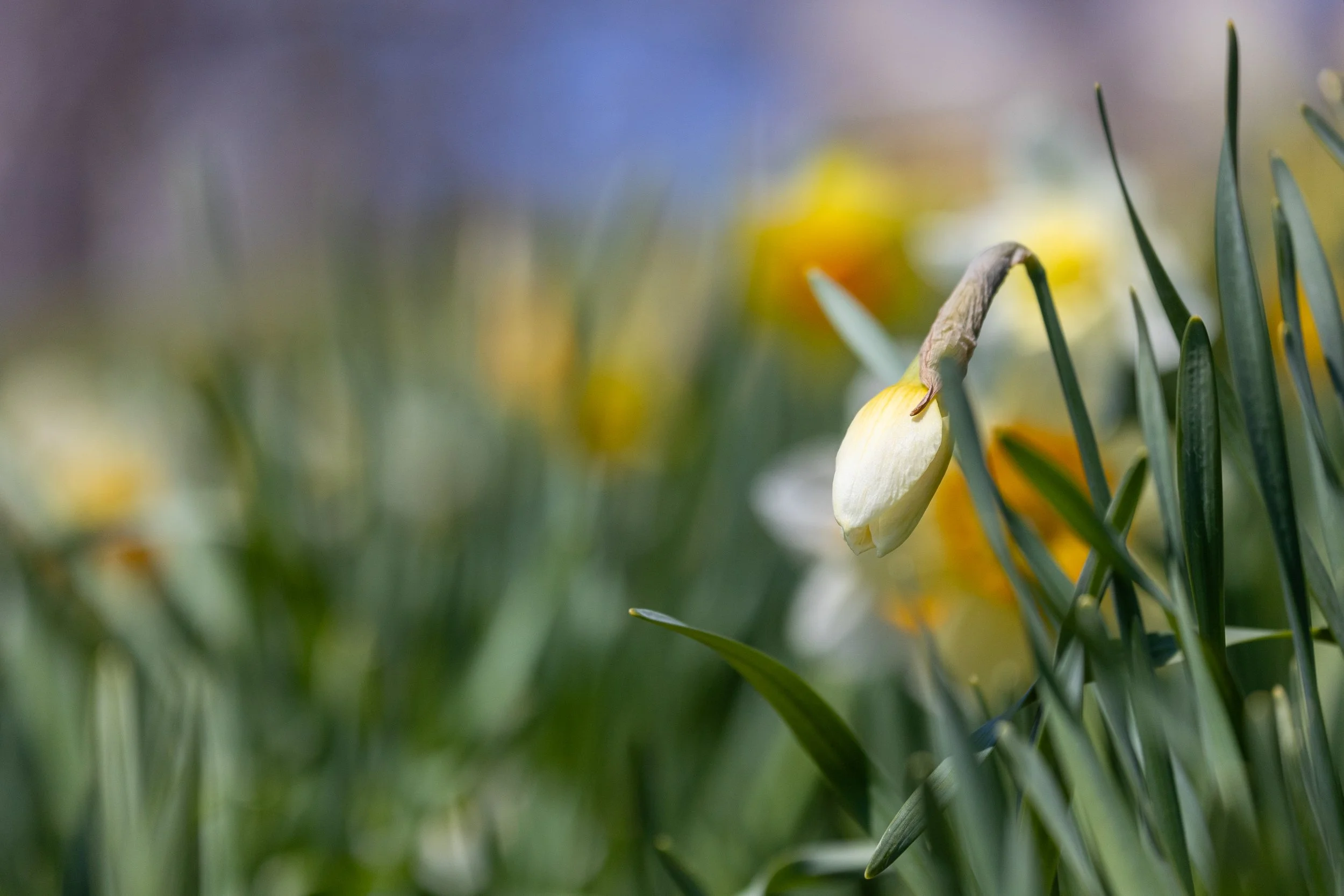 Laurel Hill Cemetery Daffodils-10.jpg