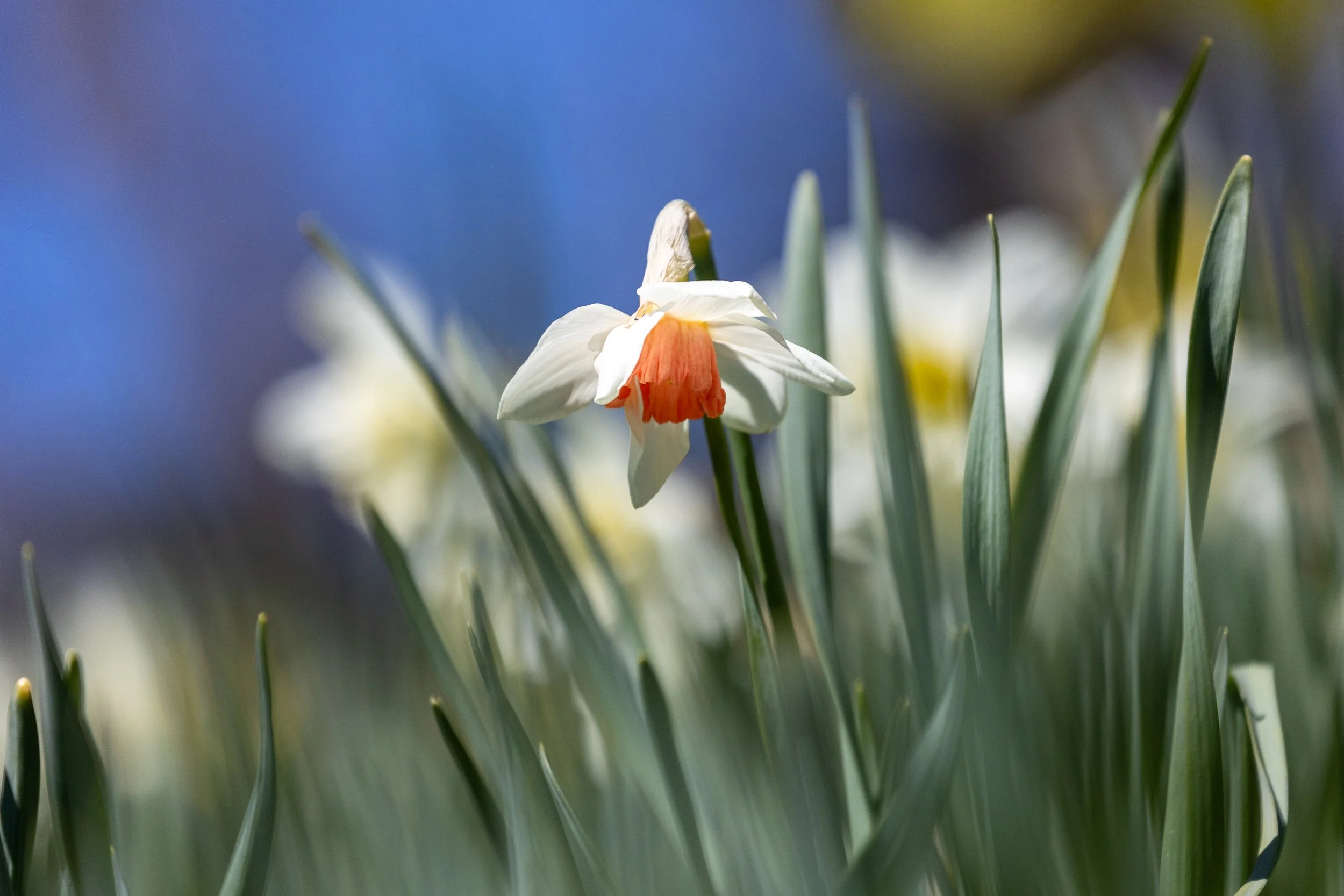 Laurel Hill Cemetery Daffodils-2.jpg
