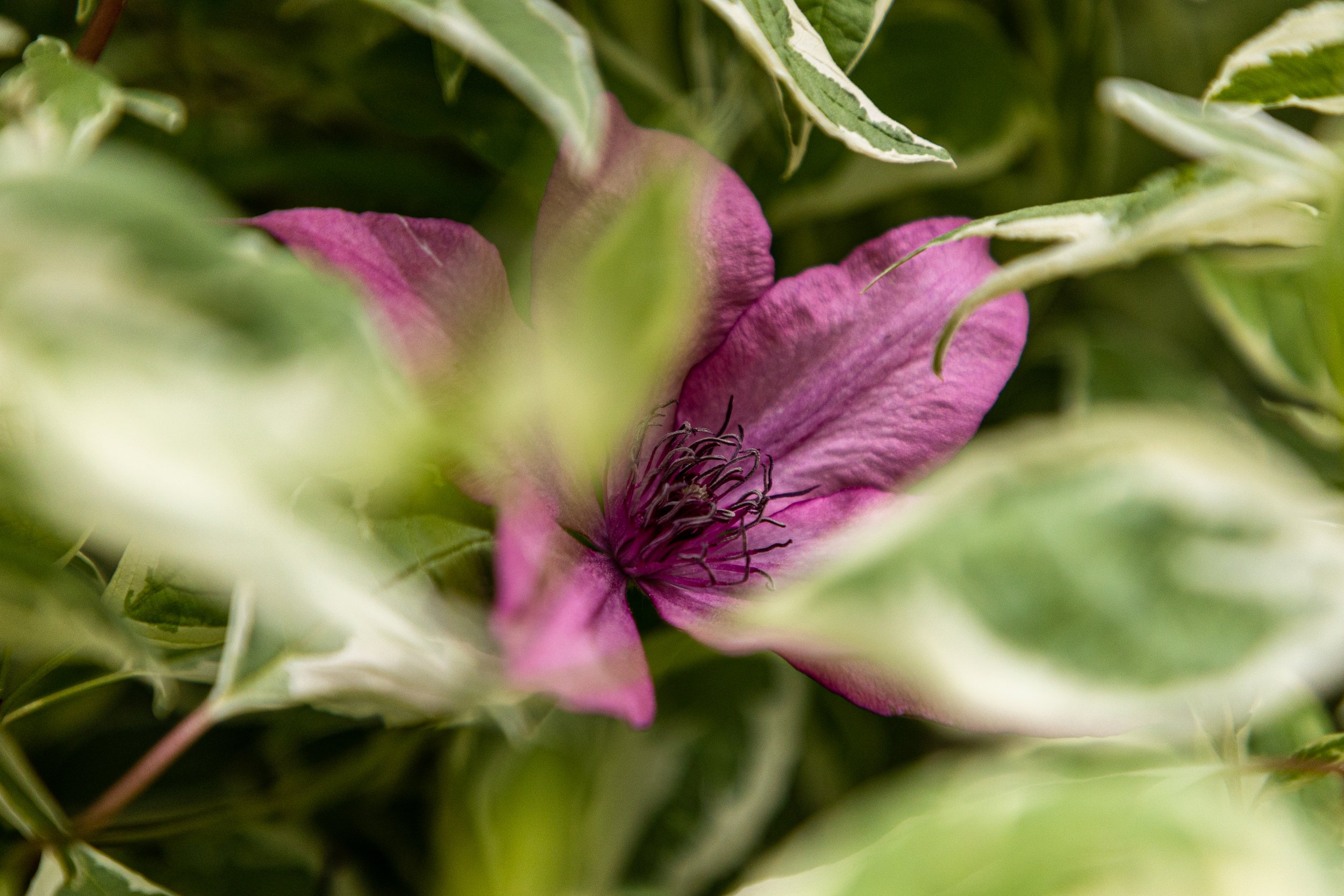 Portland, Maine Garden Tour-1.jpg
