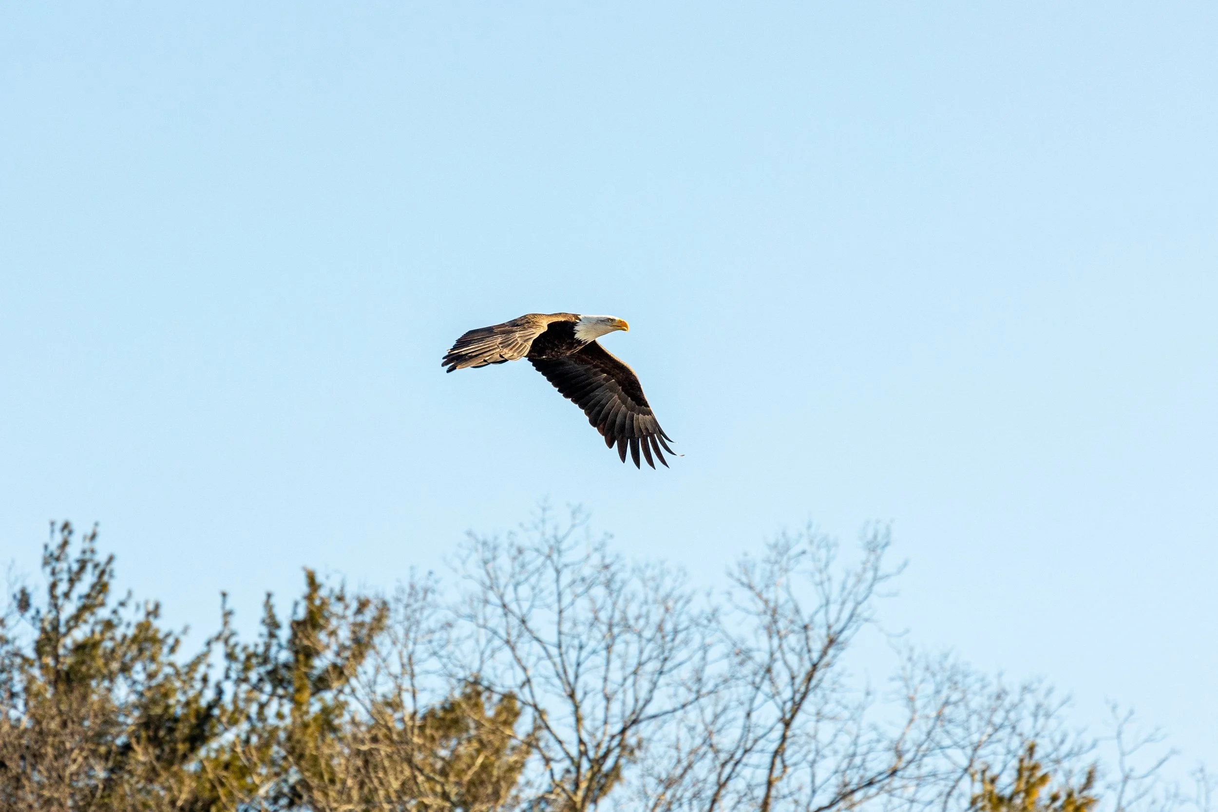 Bald Eagles in Catskills, New York-8.jpg