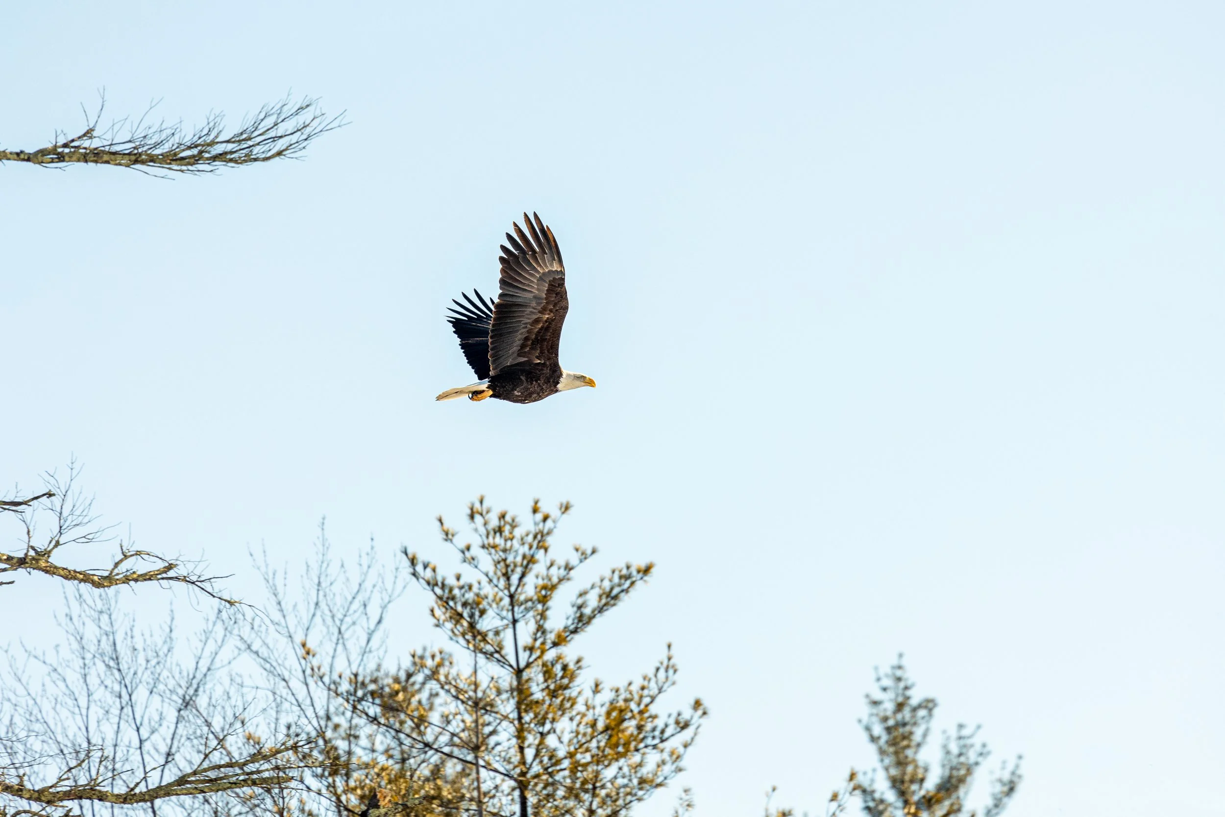 Bald Eagles in Catskills, New York-13.jpg