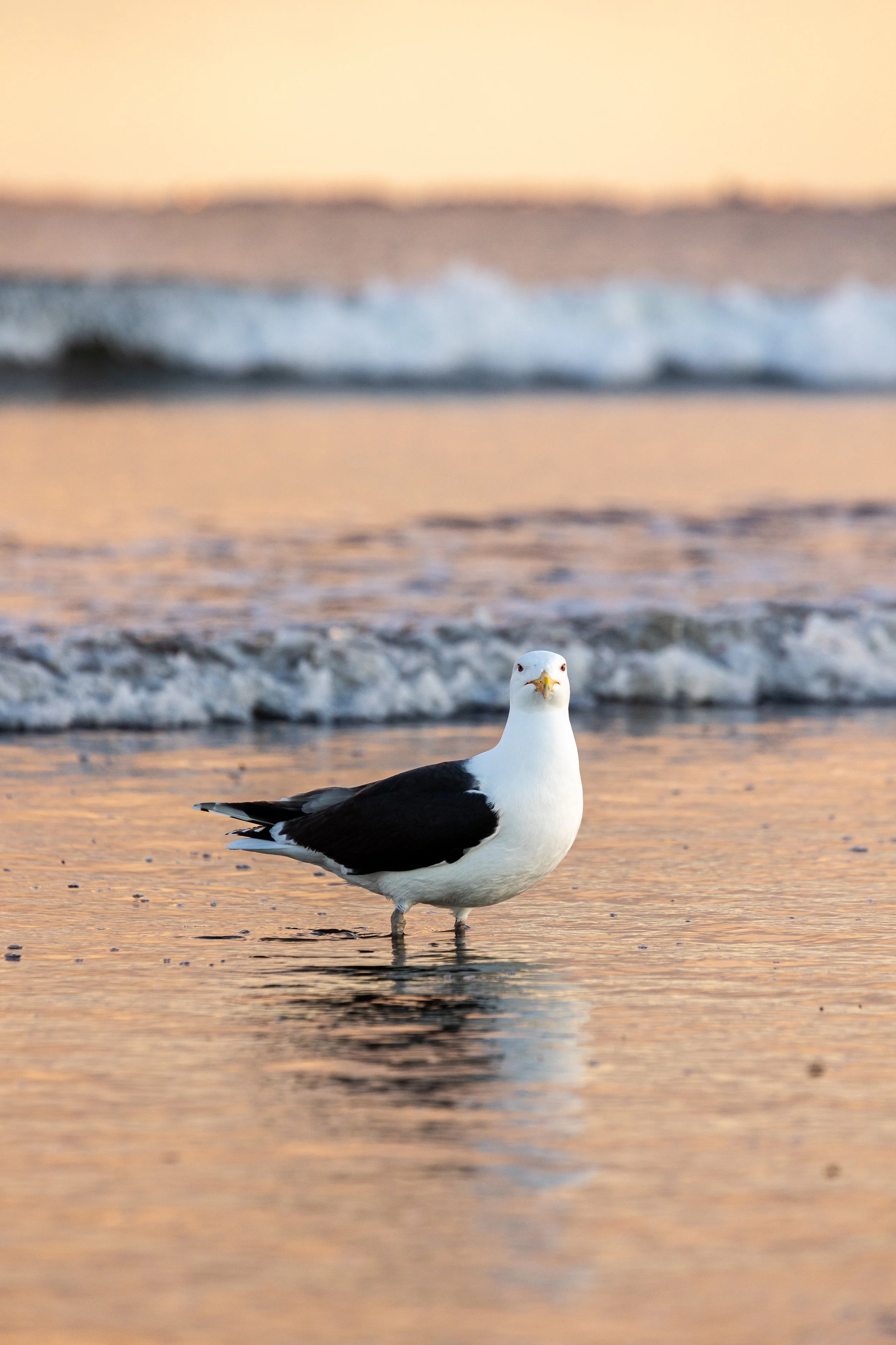 Seagull - Pine Point Beach, Maine - Photo by Kayleigh Ann Archbold-1.jpg