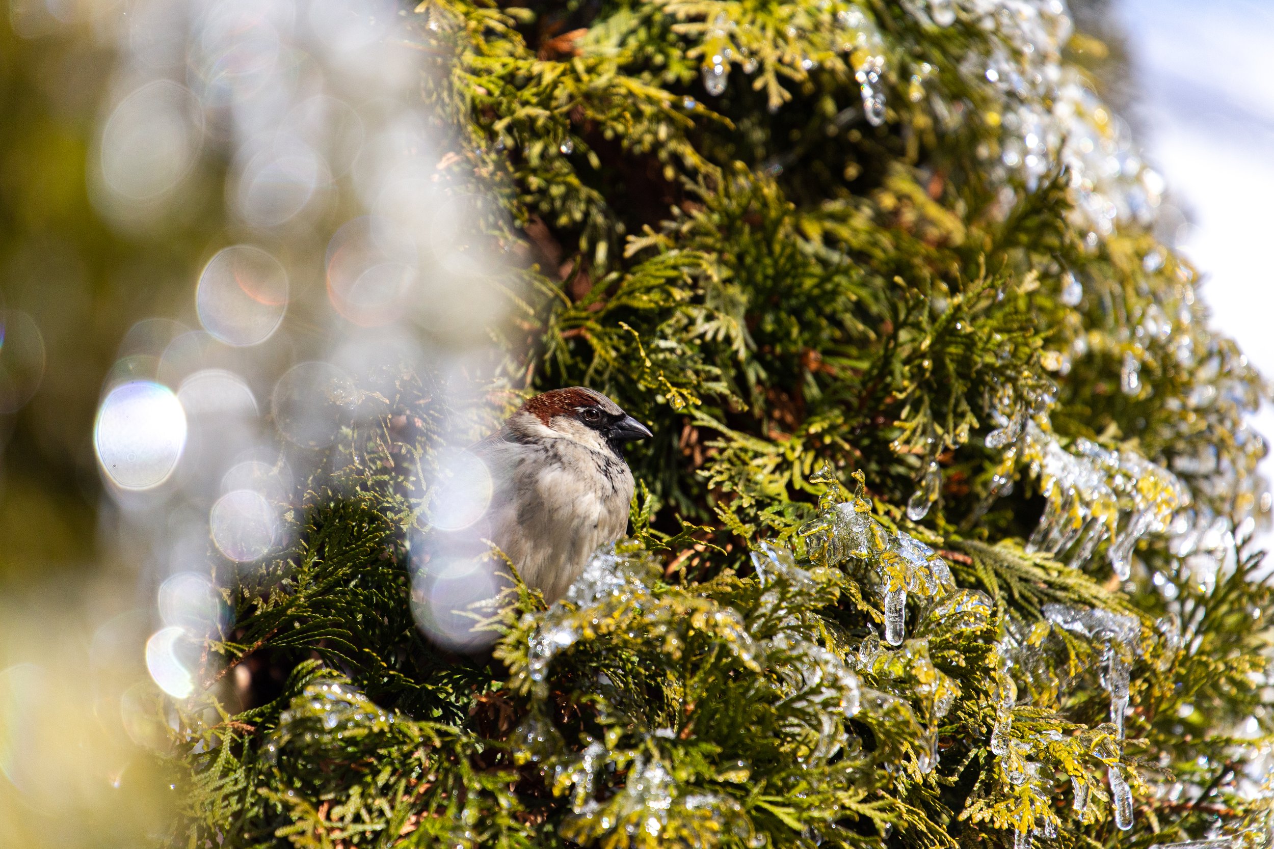 2022 February Ice Storm - Upstate NY-15.jpg