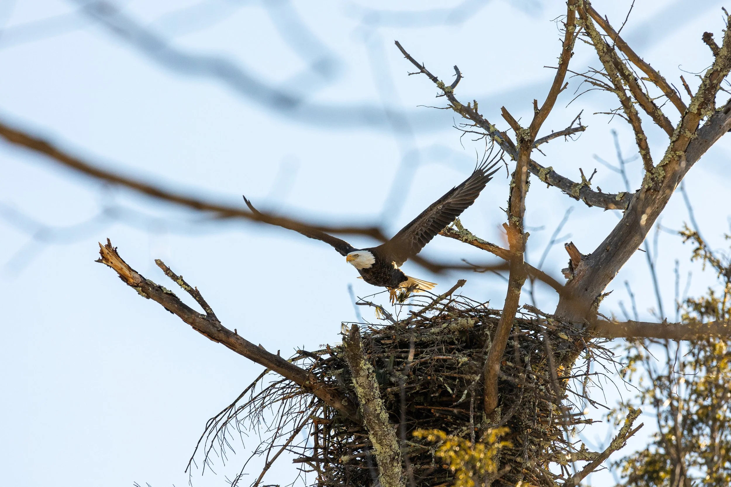 Bald Eagles in Catskills, New York-18.jpg